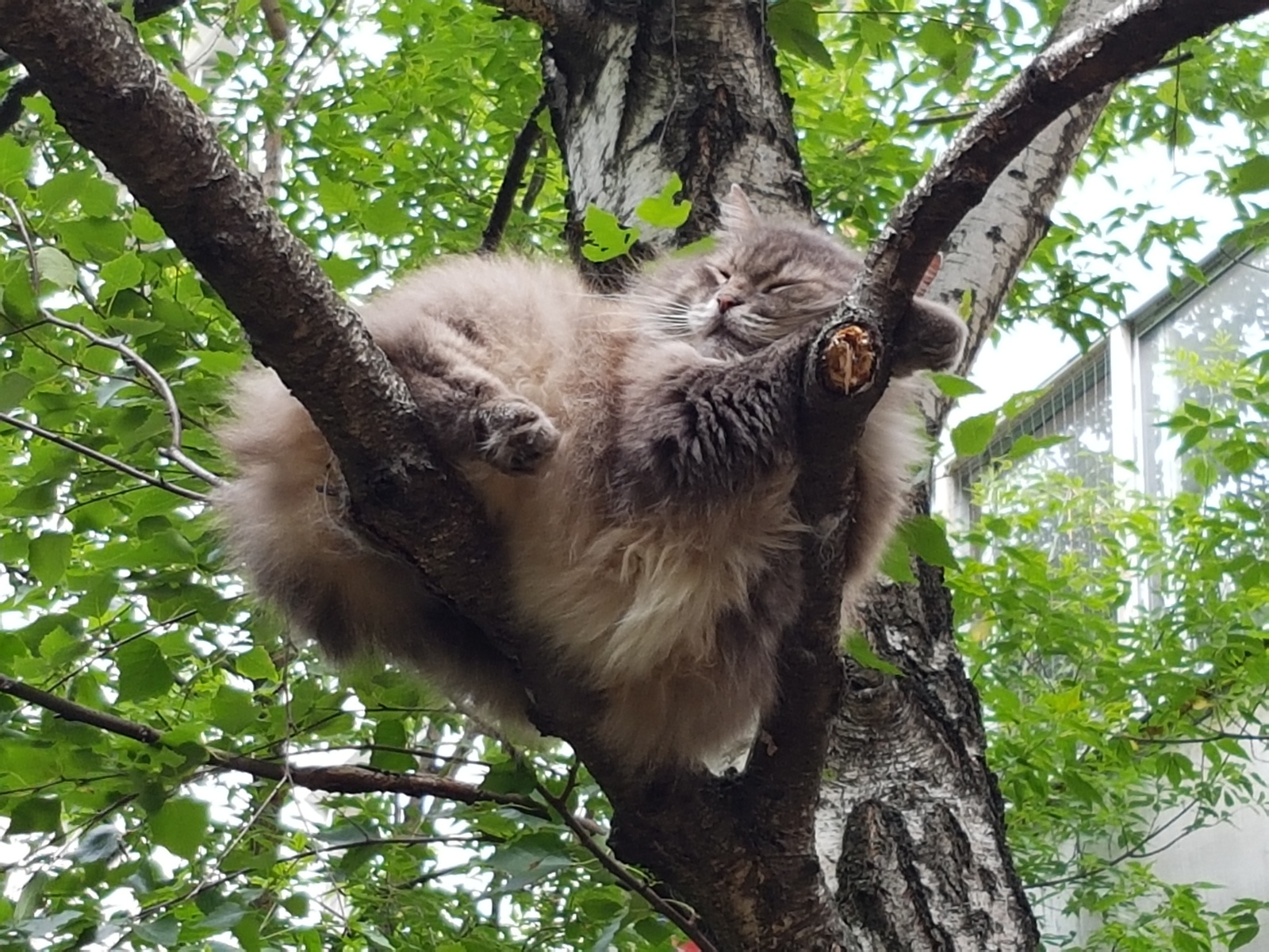 Я не кот, я гнездо - Моё, Кот, Толстые, Животные, Юмор