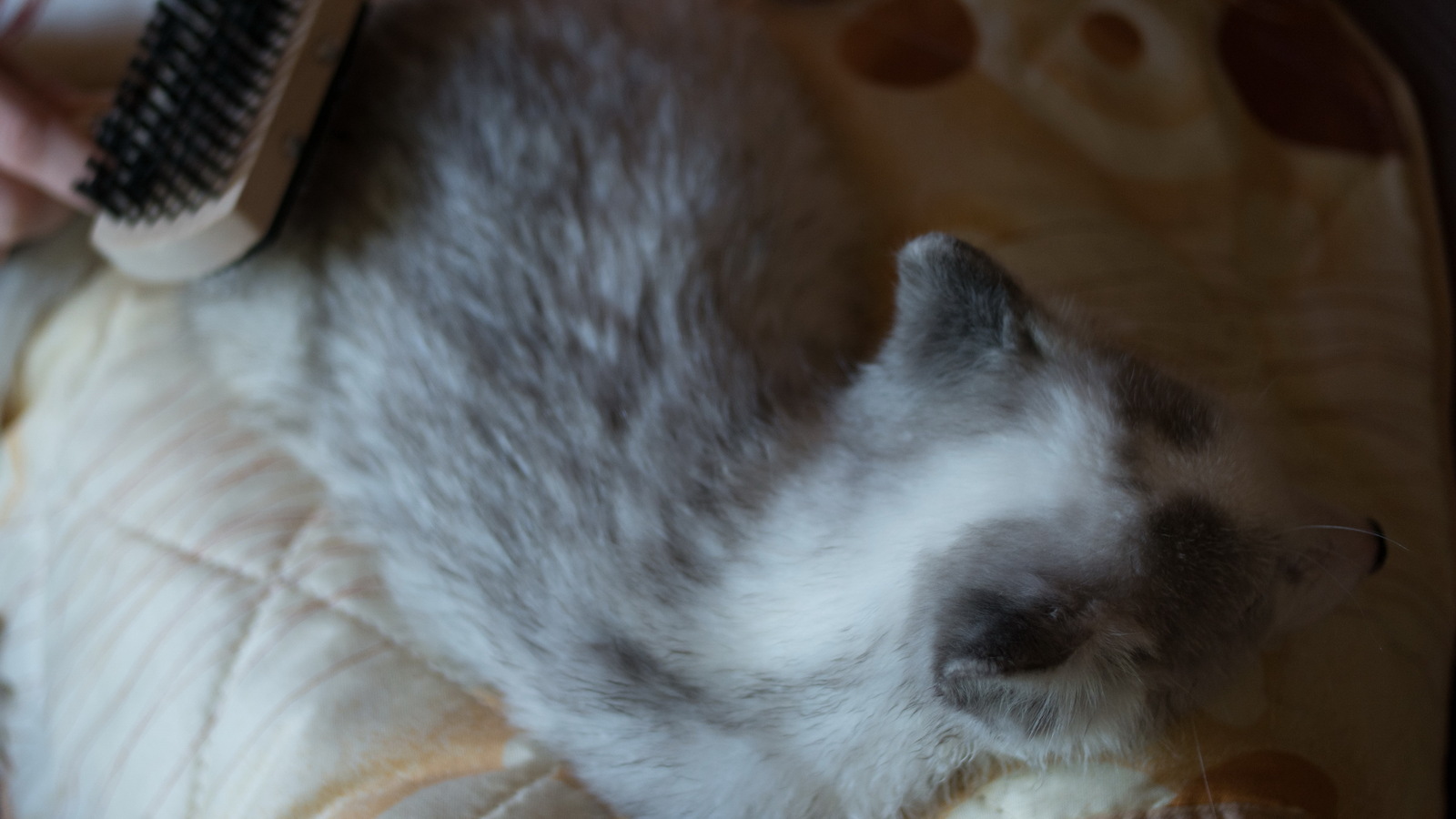 We domesticate the fox - My, Arctic fox, Animals, Russia, cat, Dog, Longpost