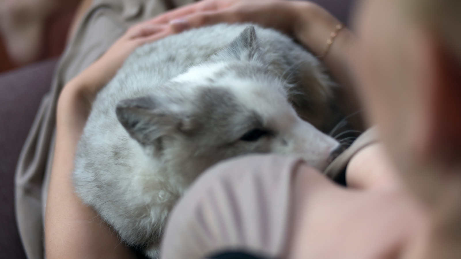 We domesticate the fox - My, Arctic fox, Animals, Russia, cat, Dog, Longpost