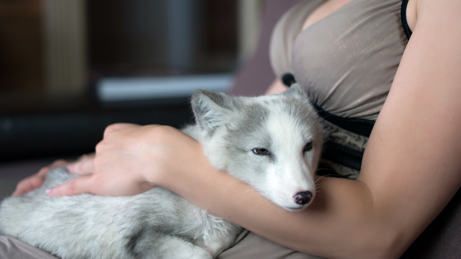 We domesticate the fox - My, Arctic fox, Animals, Russia, cat, Dog, Longpost