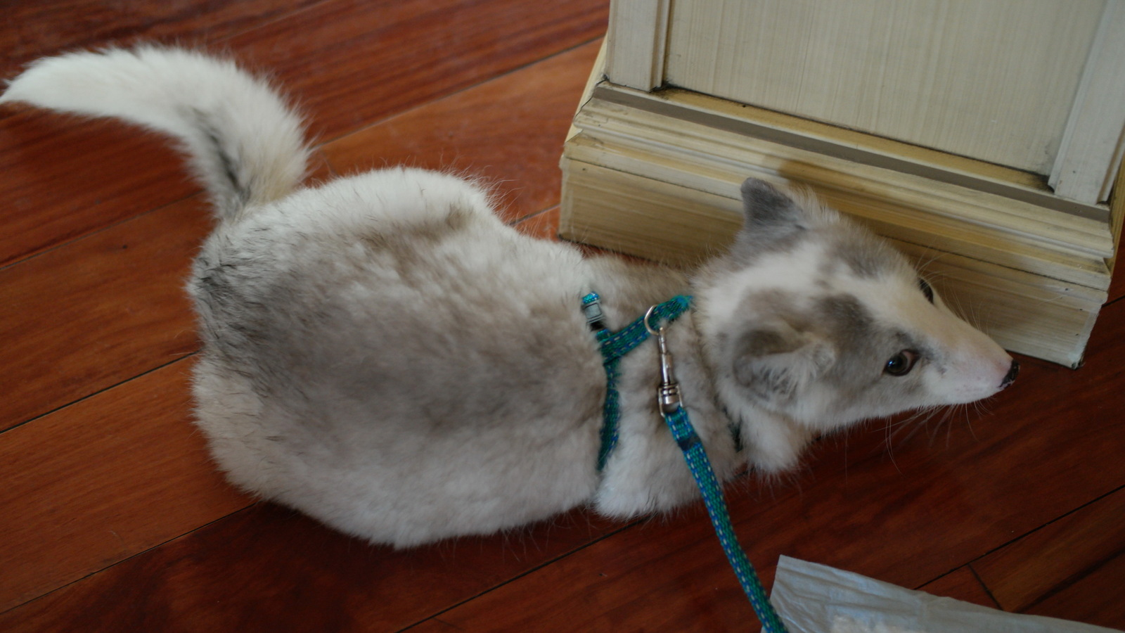 We domesticate the fox - My, Arctic fox, Animals, Russia, cat, Dog, Longpost