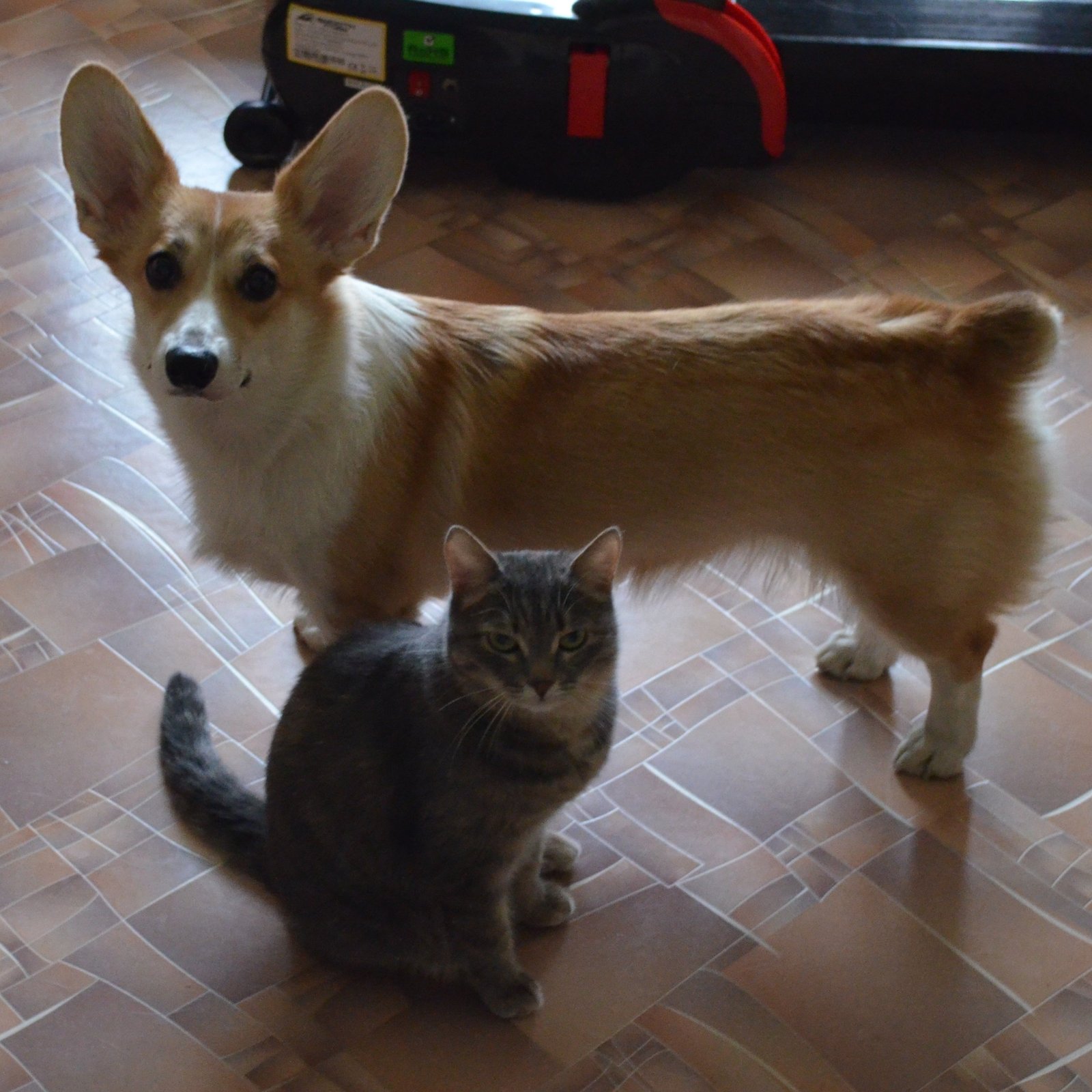 Corgi Fridays part three - My, Corgi, Dog, Longpost, cat