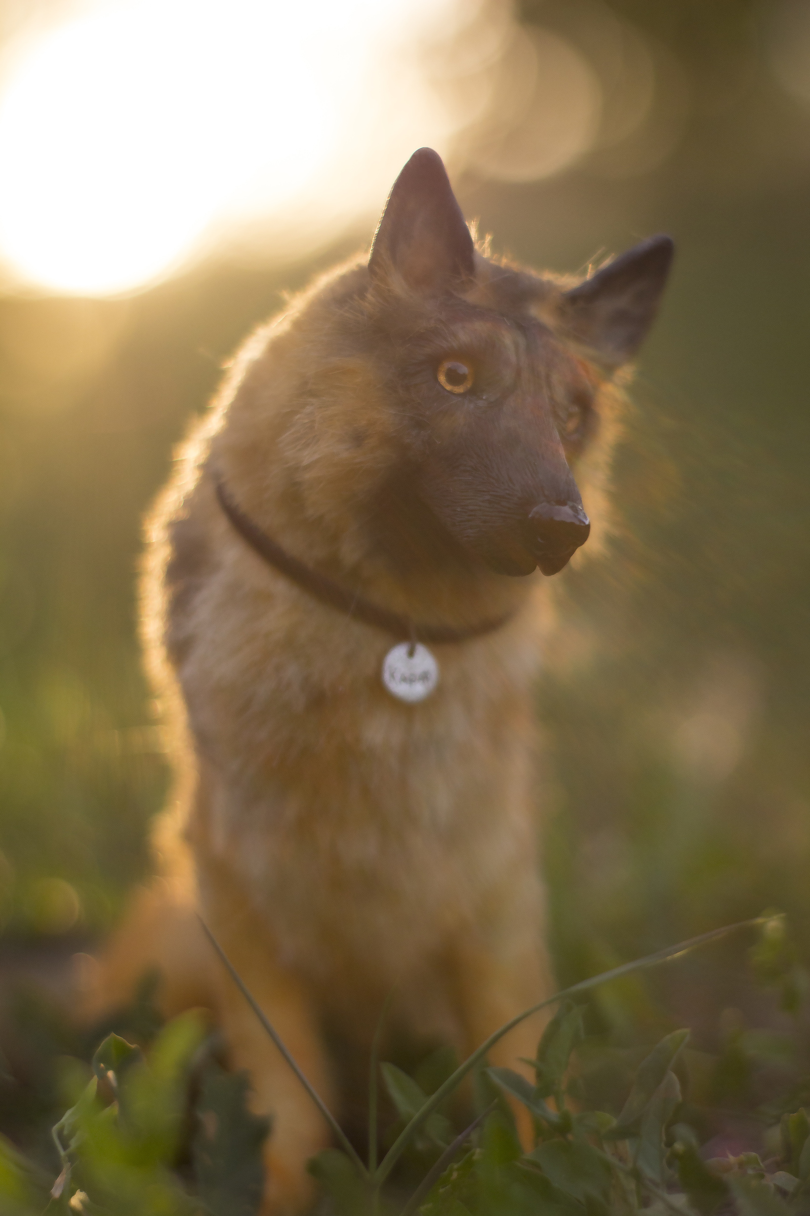 Mini copy of a pet. - My, Handmade, German Shepherd, Dog, Handmade, Polymer clay, Longpost, Needlework without process