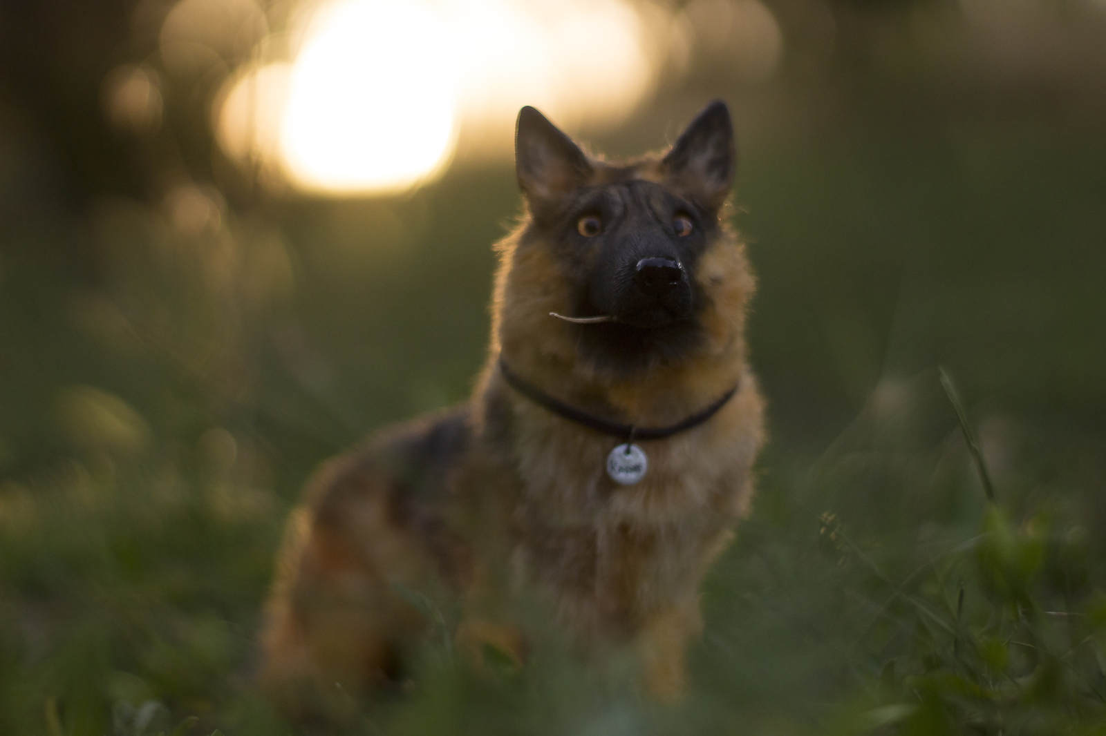 Mini copy of a pet. - My, Handmade, German Shepherd, Dog, Handmade, Polymer clay, Longpost, Needlework without process