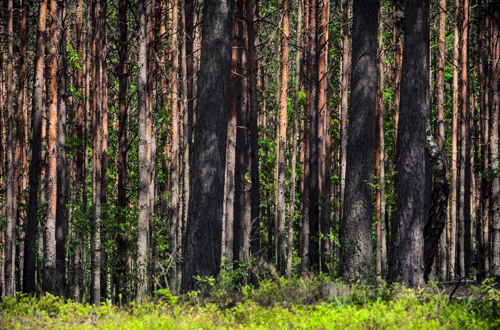 Rest at nature. - My, Jupiter, Grass, Summer, Pine