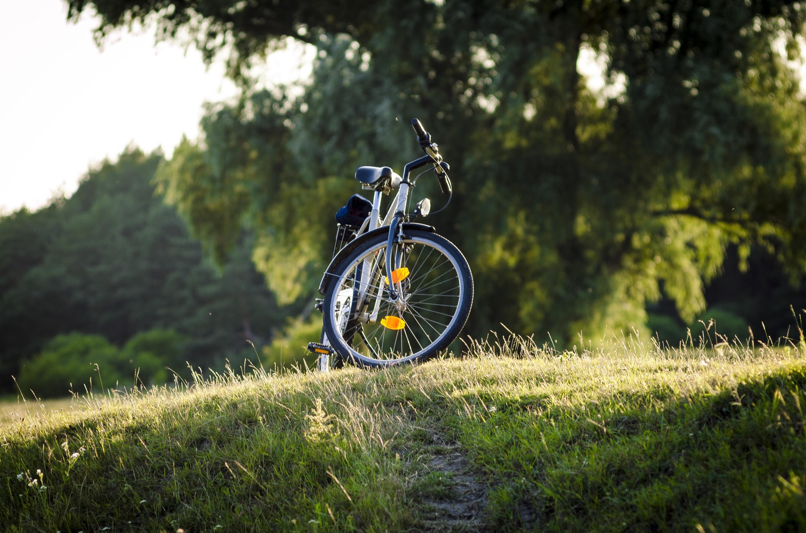 Rest at nature. - My, Jupiter, Grass, Summer, Pine