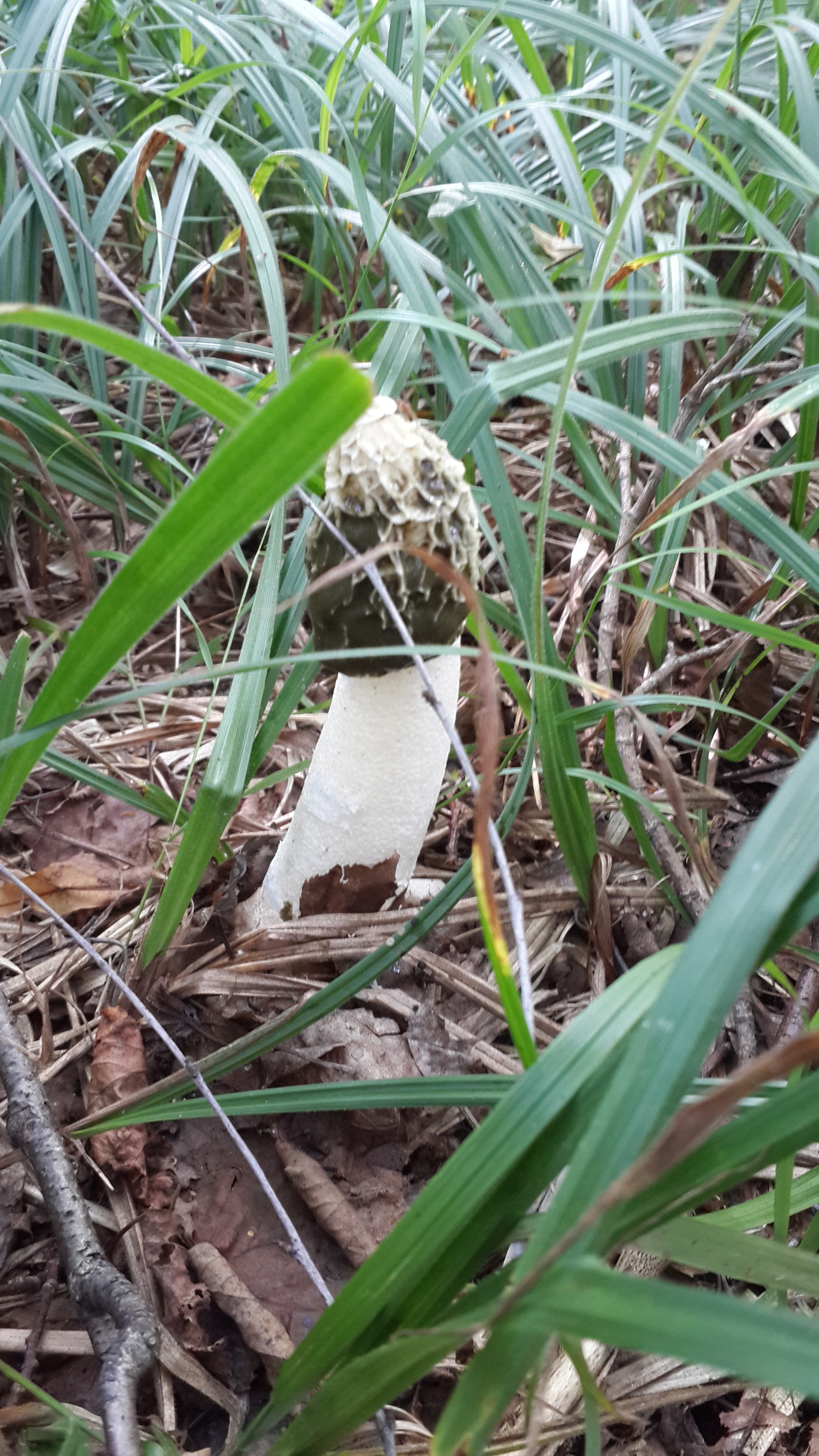 Went mushroom picking yesterday... - My, Mushrooms, Veselka, 