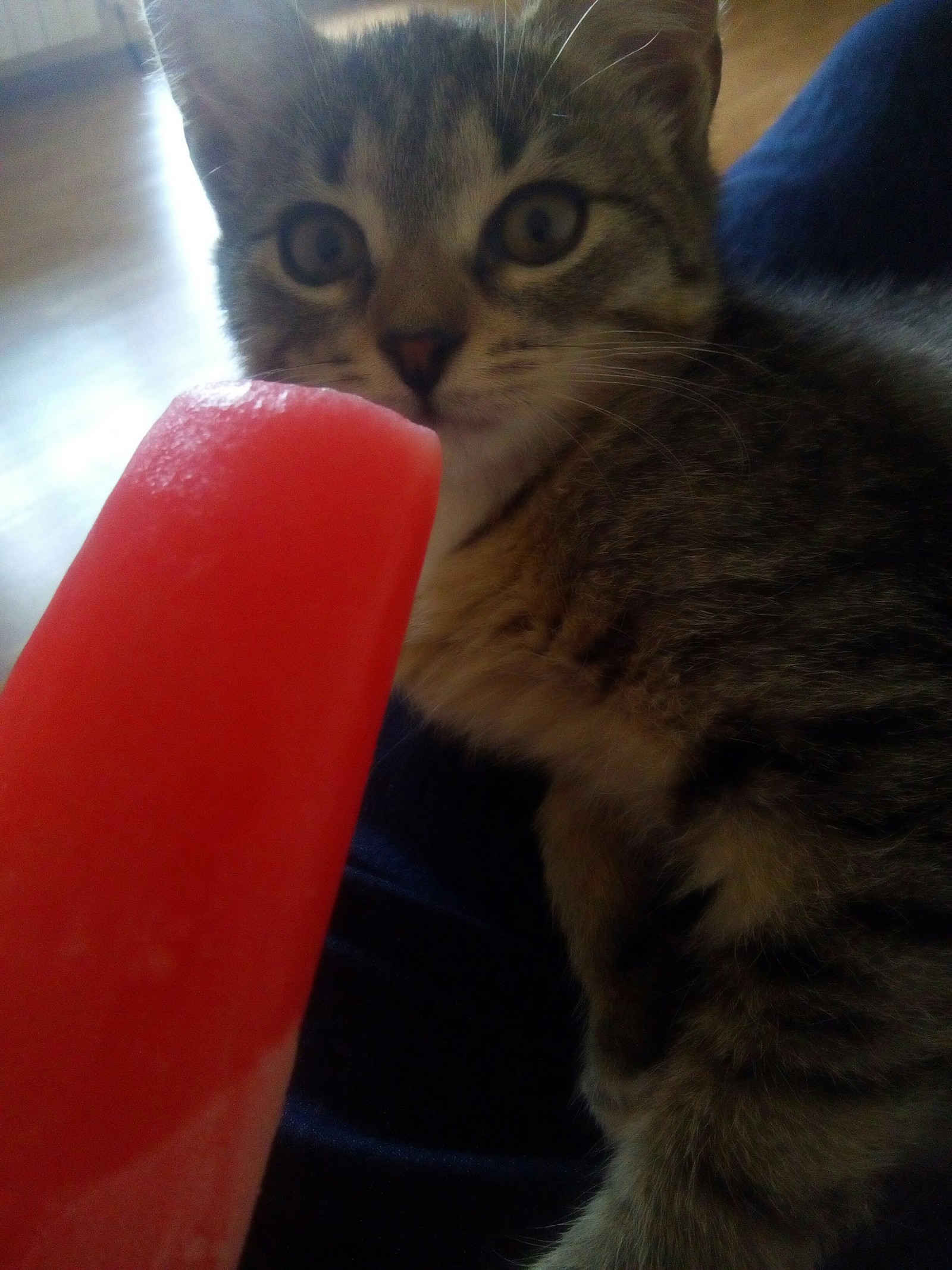 Cat and ice cream. - My, Sonya, Ice cream, Longpost, cat