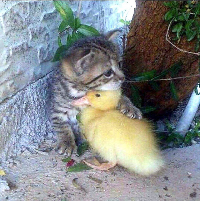 Don't worry bro, let's get out! - cat, Duck, friendship