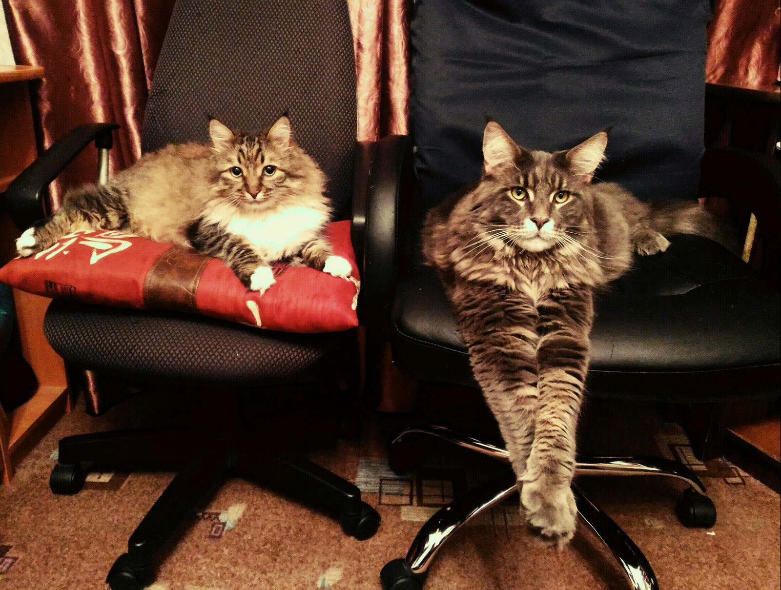 Yenisei and Max in person) - My, cat, Catomafia, Maine Coon, Pet, Pets