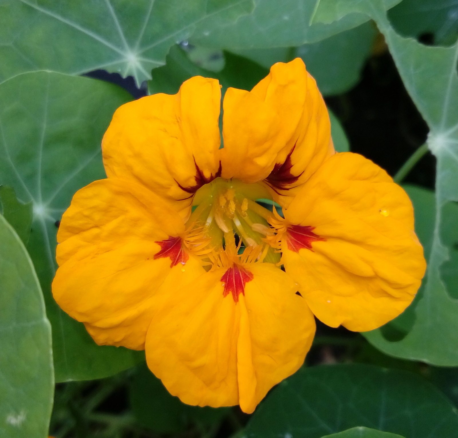 Interesting flower structure - My, Flowers, Petals