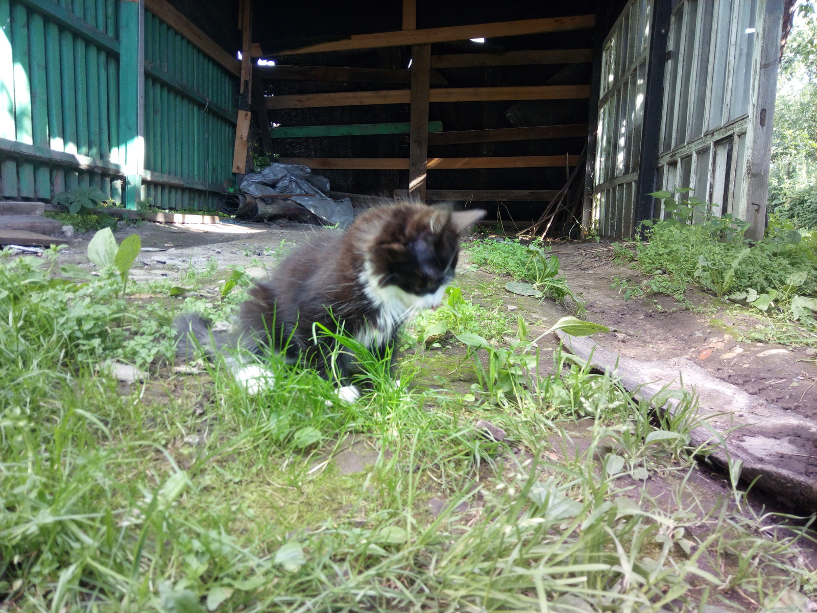 Отдам в добрые руки исчадье ада - Моё, Кот, Отдам кота отдам котенка, В добрые руки, Чужой, Кот Гитлера