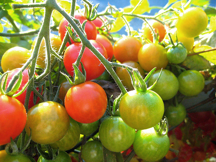 Как ускорить созревание томатов | Пикабу