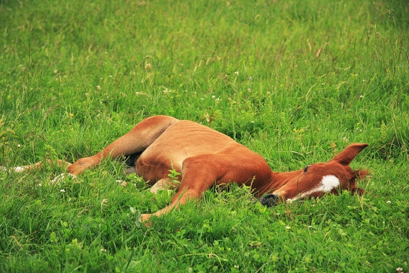 Sleep and rest of horses - Horses, Dream, Interesting, Video, Longpost