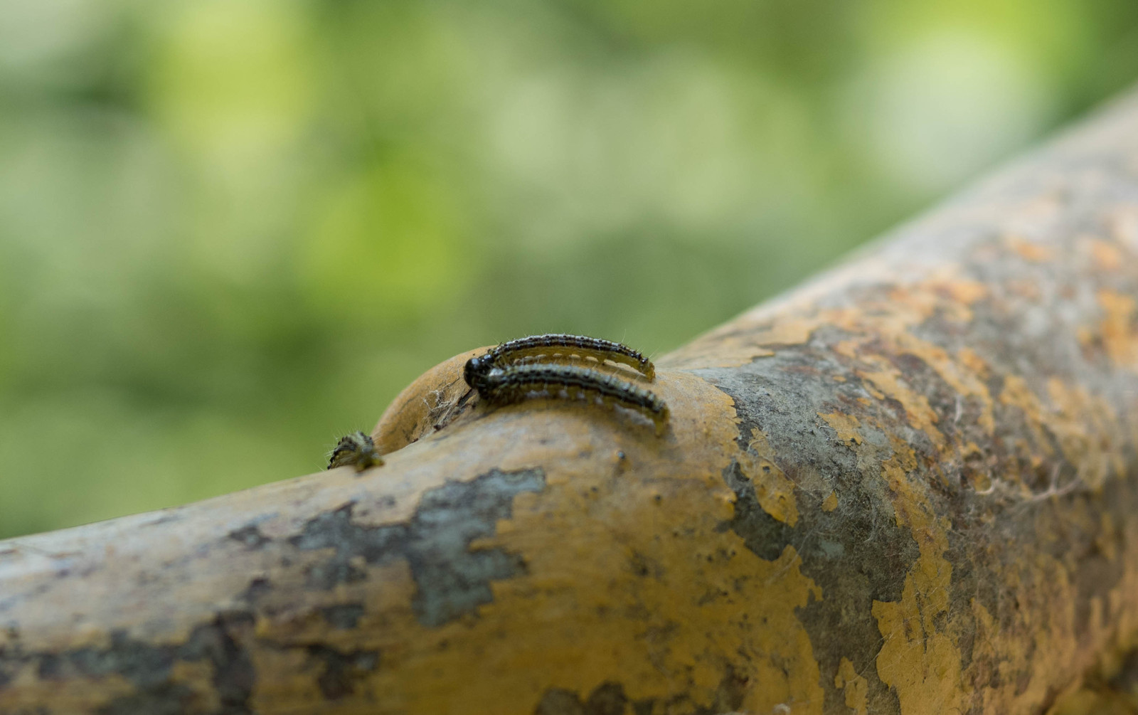 In Guamka - beauty. And sometimes sad... - My, Nature, Краснодарский Край, Guamca, Pests, The mountains, Longpost