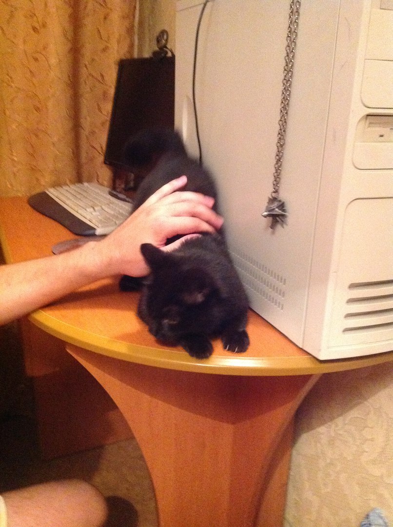 Novokuznetsk! - My, Lost, Black cat, Search, Homeless animals, Longpost