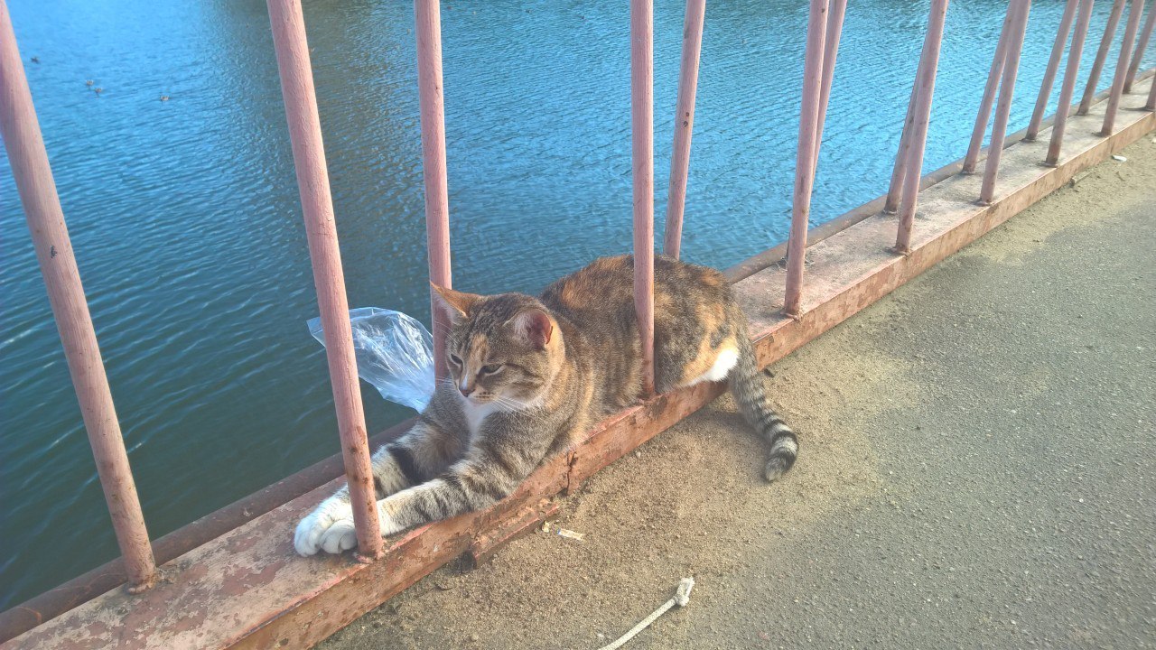 When I learned Zen - My, cat, Bridge, Pushkino