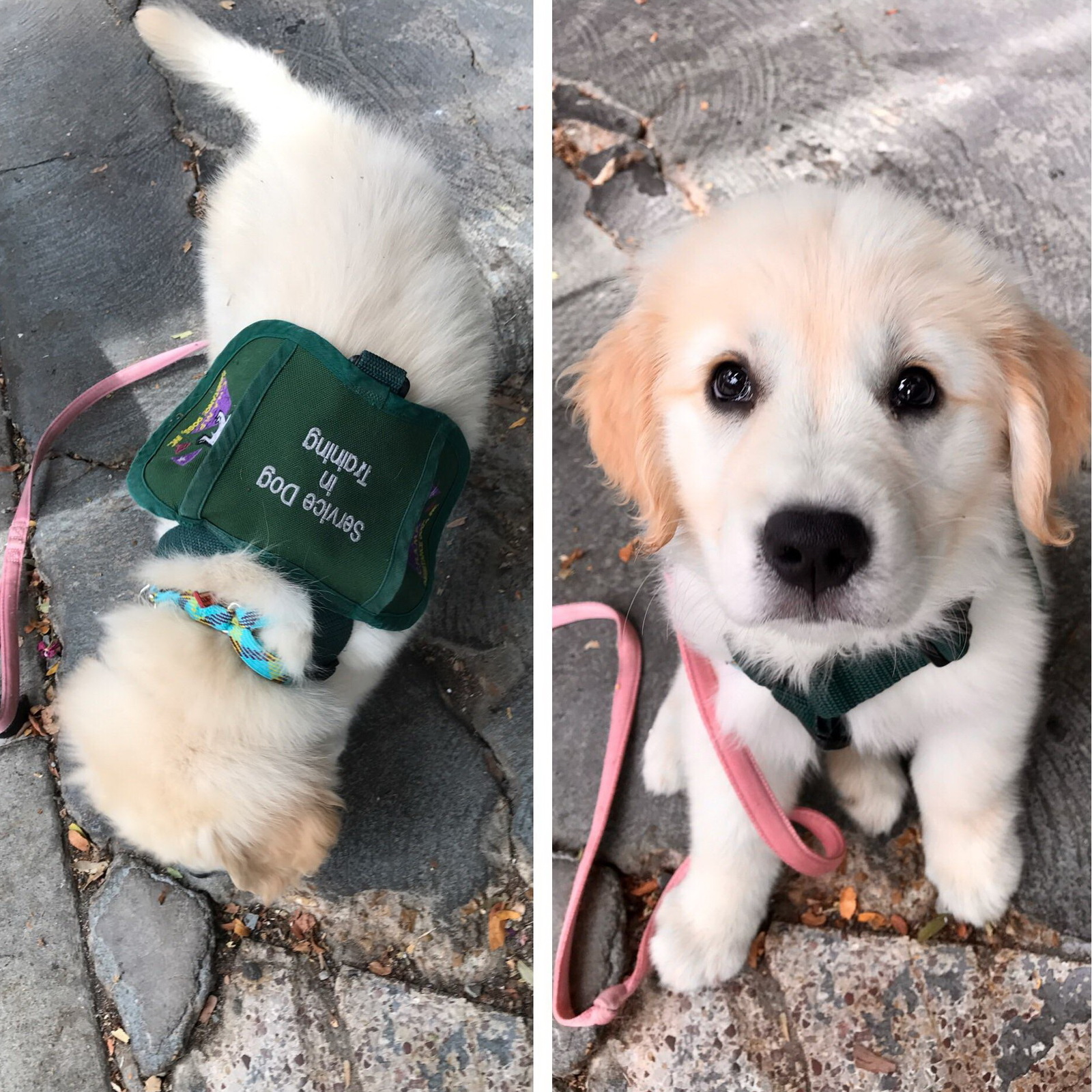 The inscription on the backpack - Service dog in practice - Dog, Puppies, Golden retriever, Service dogs, Sight