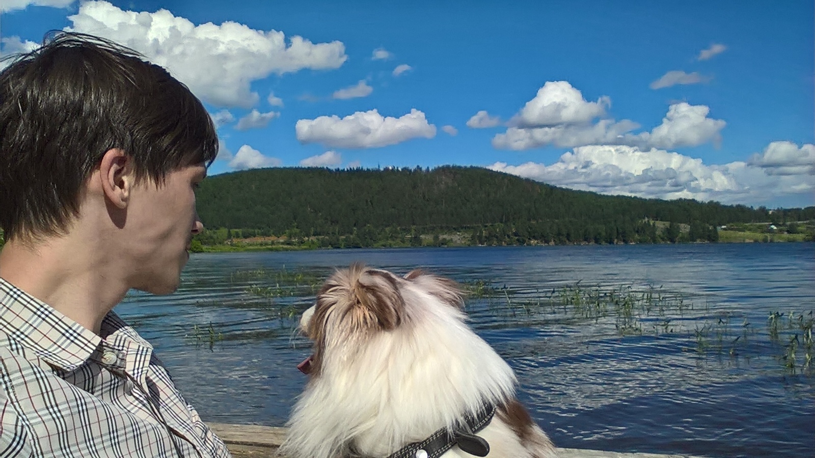 A piece of summer and blue-eyed happiness in your feed - My, Australian shepherd, Dog, Summer, Nature, Weather