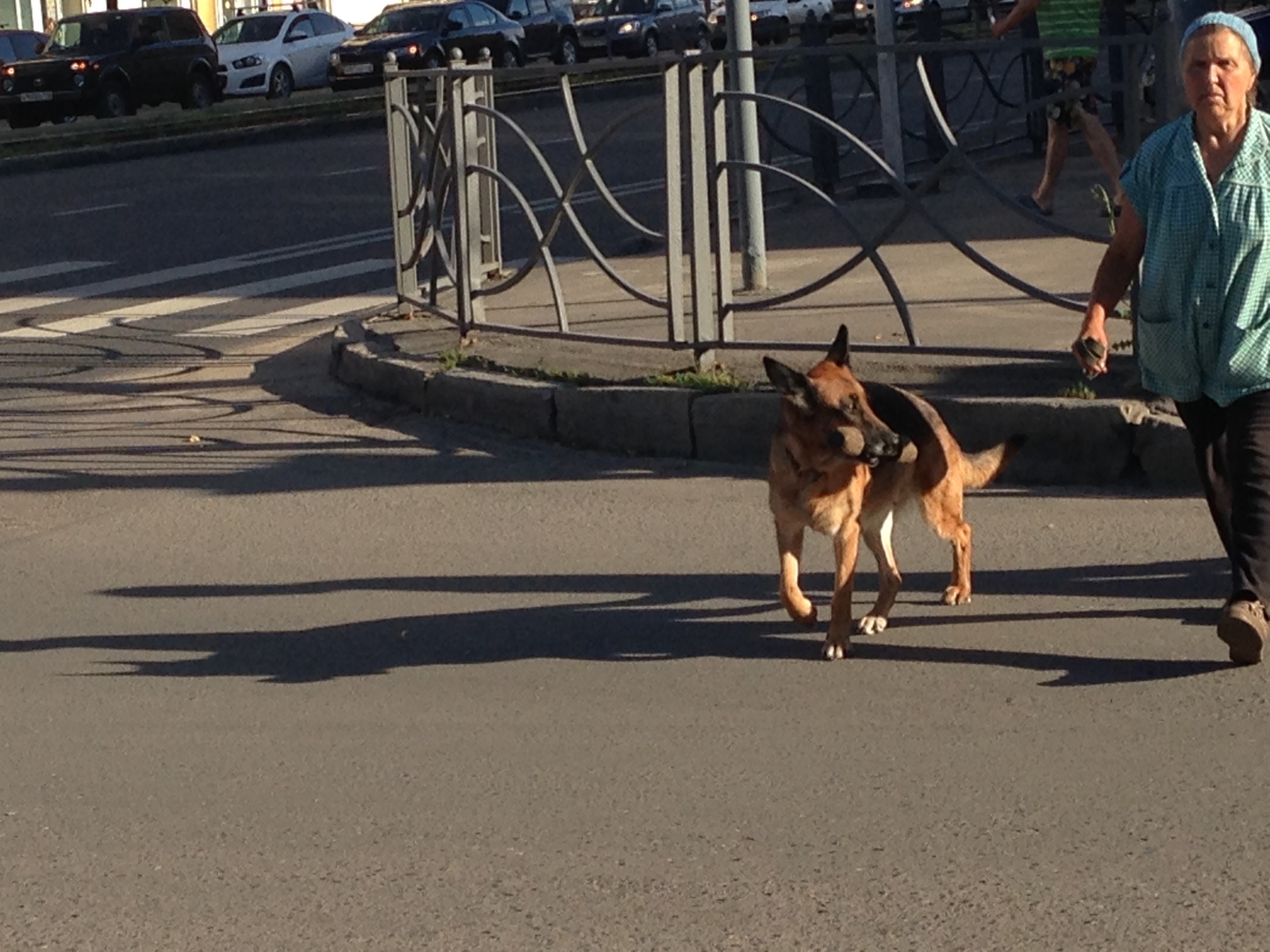 Sticks are for the weak - The photo, Dog, Kazan