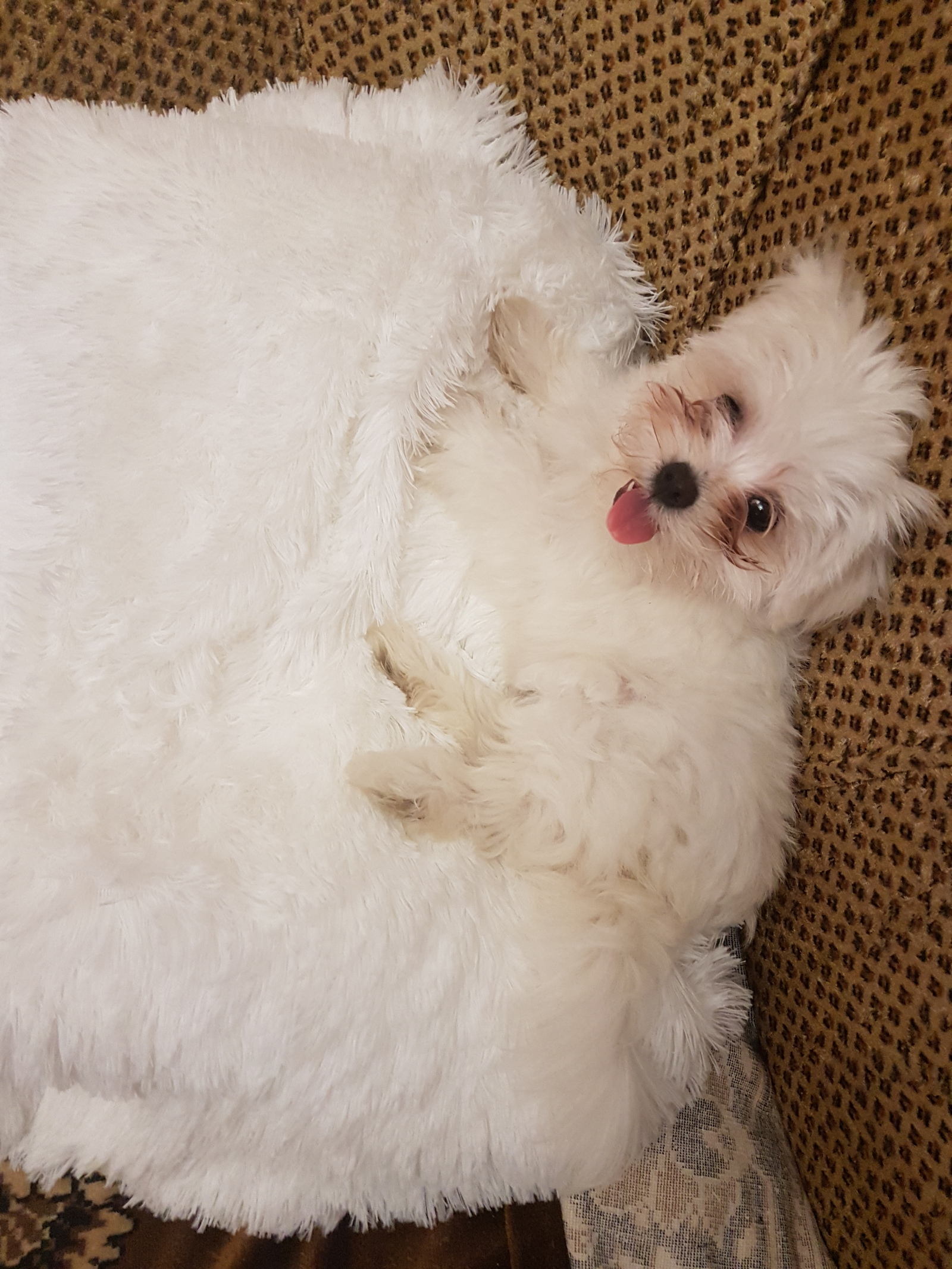 disguise - My, Maltese lapdog, Dog, Puppies, Disguise, Longpost