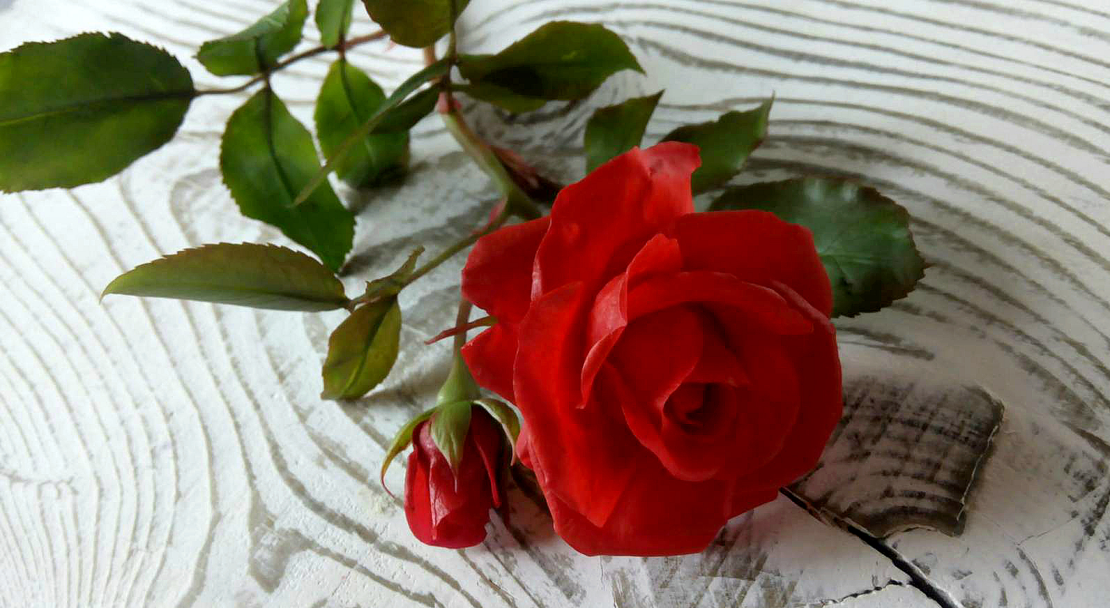 Rose handmade - My, Polymer clay, Cold porcelain, , Needlework without process, Flowers, Needlework, Longpost, the Rose