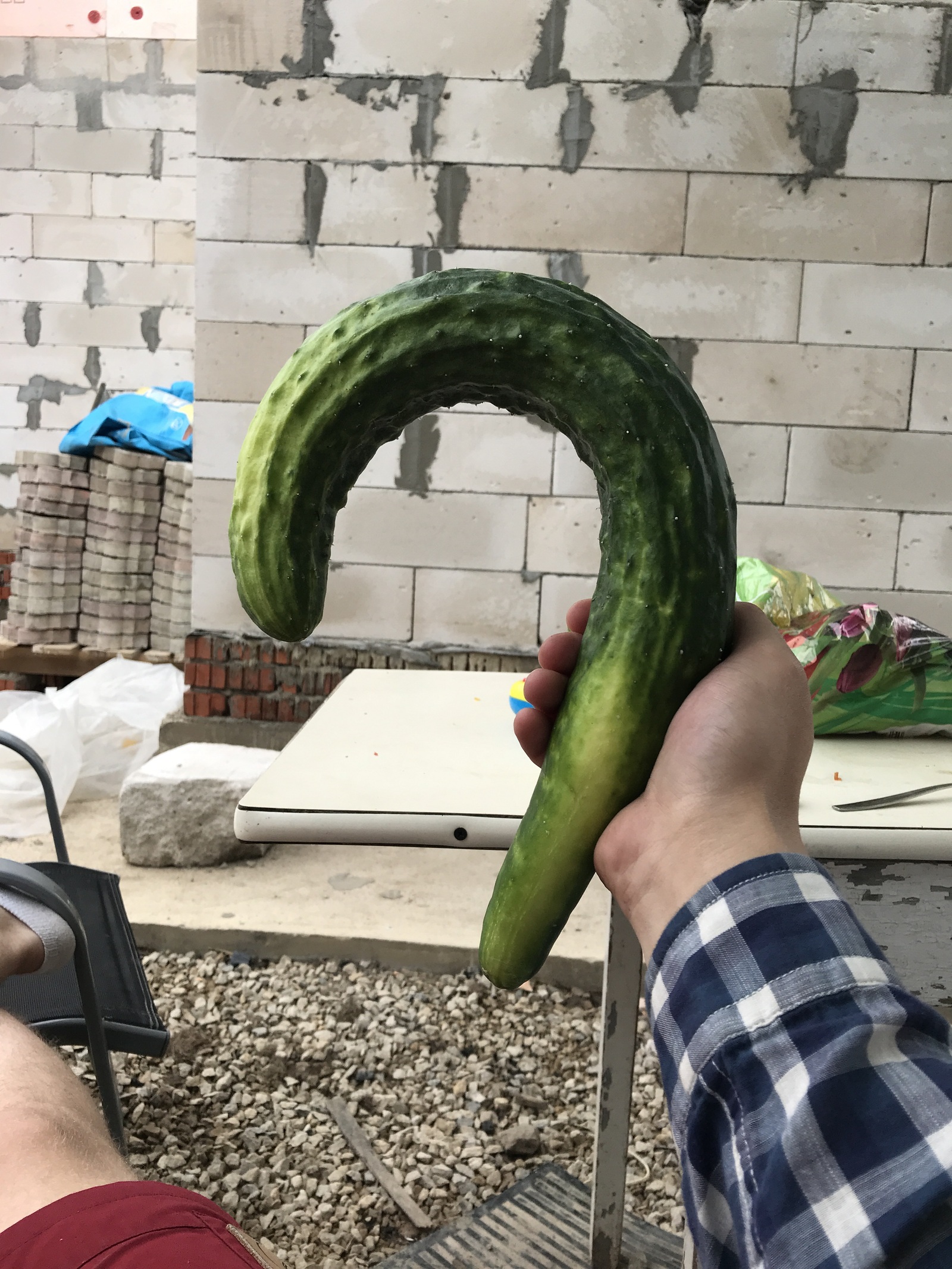 small cucumber - My, Dacha, Cucumbers, Text