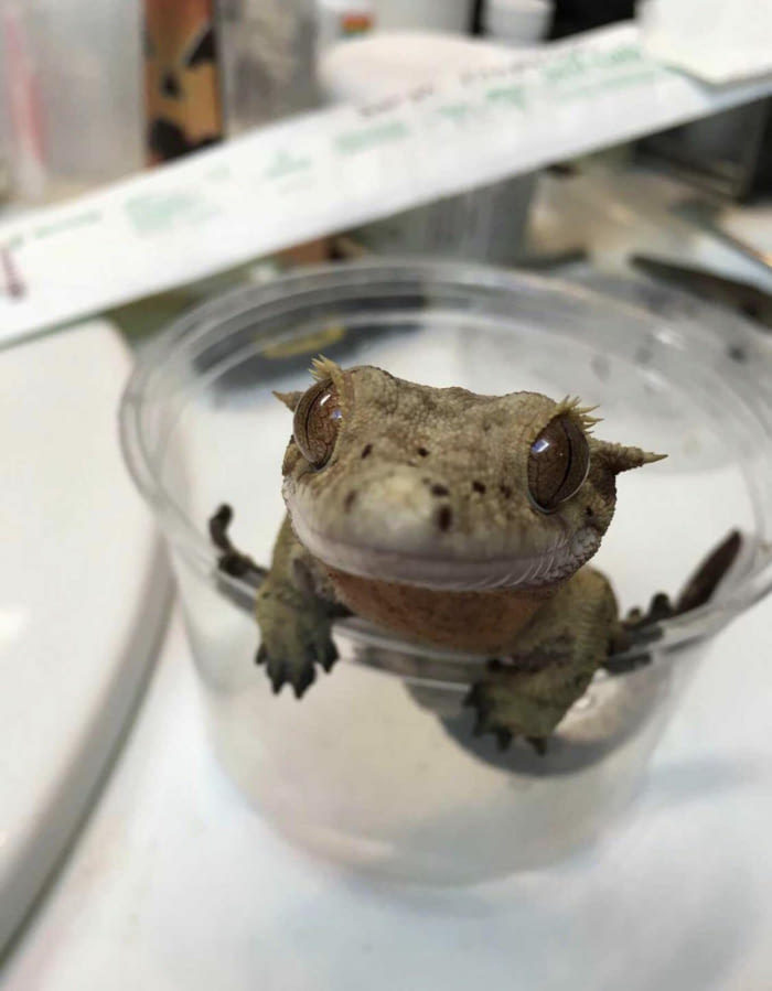 Привет, я Фред - Пресмыкающиеся, Crested gecko