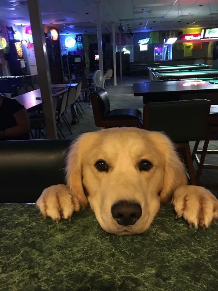 Bored bar patron - Dog, Bar, Rack, , Golden retriever, Clients