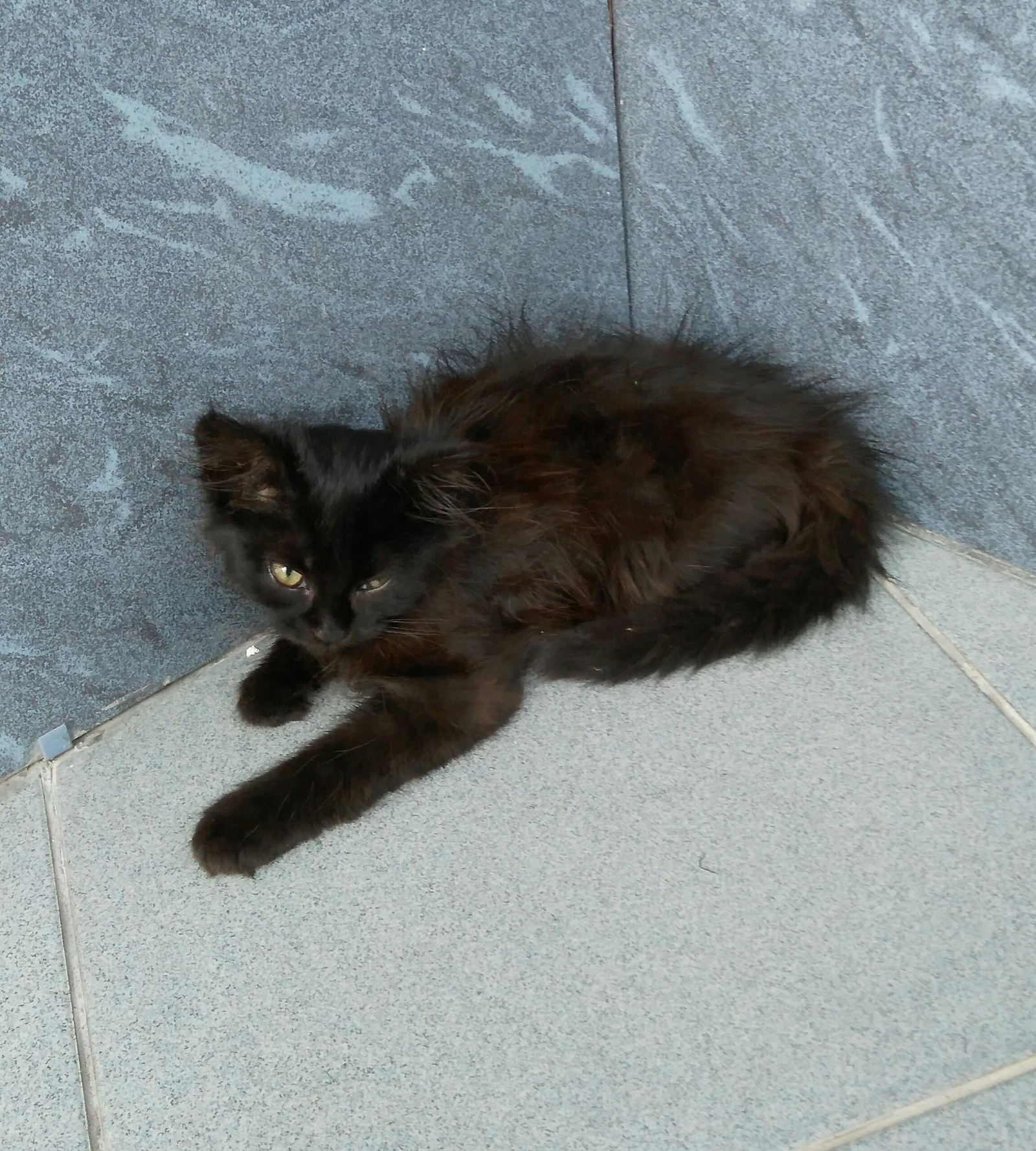 Kitten on the street. - , cat, Black cat, Anapa, Catomafia, Fluffy, funny cats