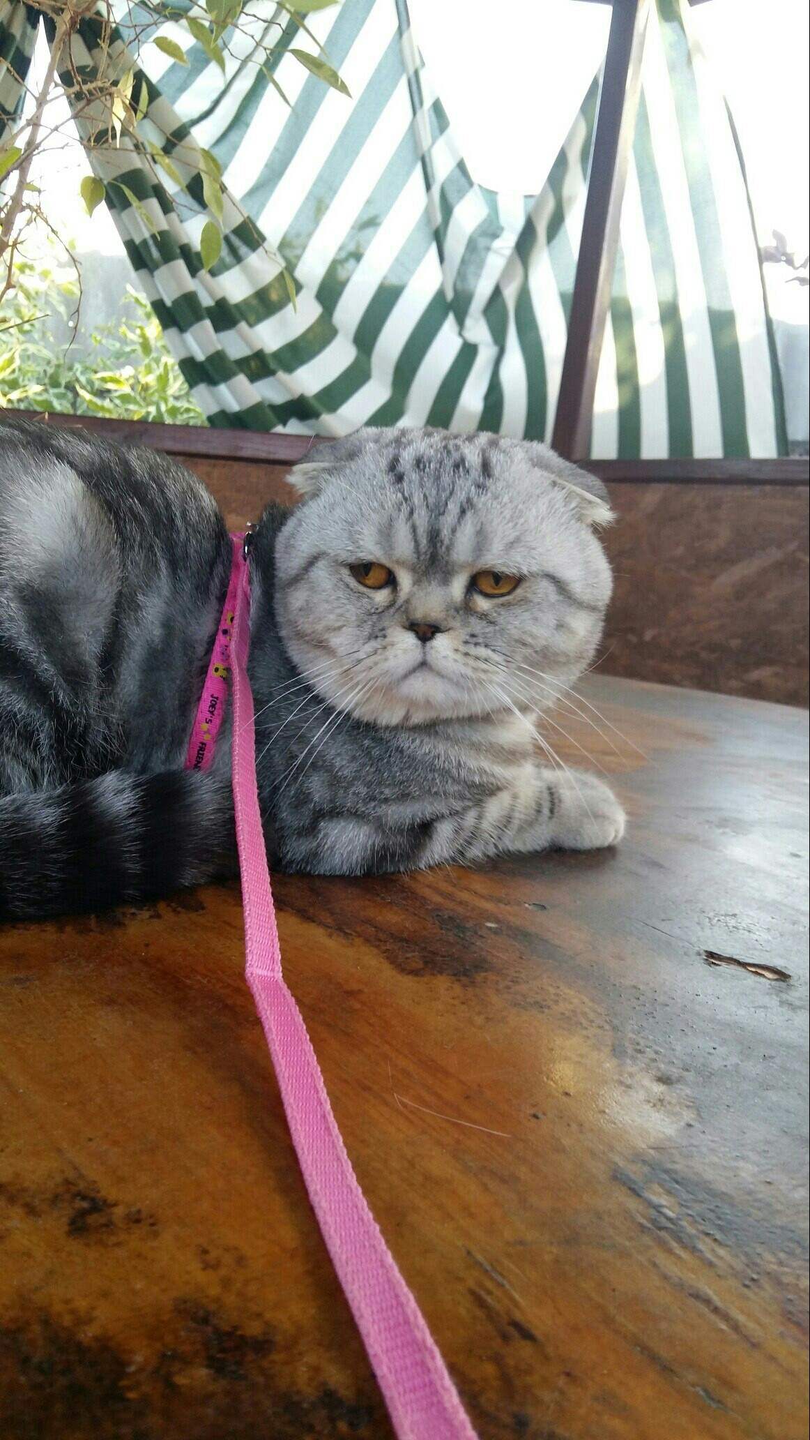 Vasya on a walk - My, cat, , Scottish lop-eared, Longpost