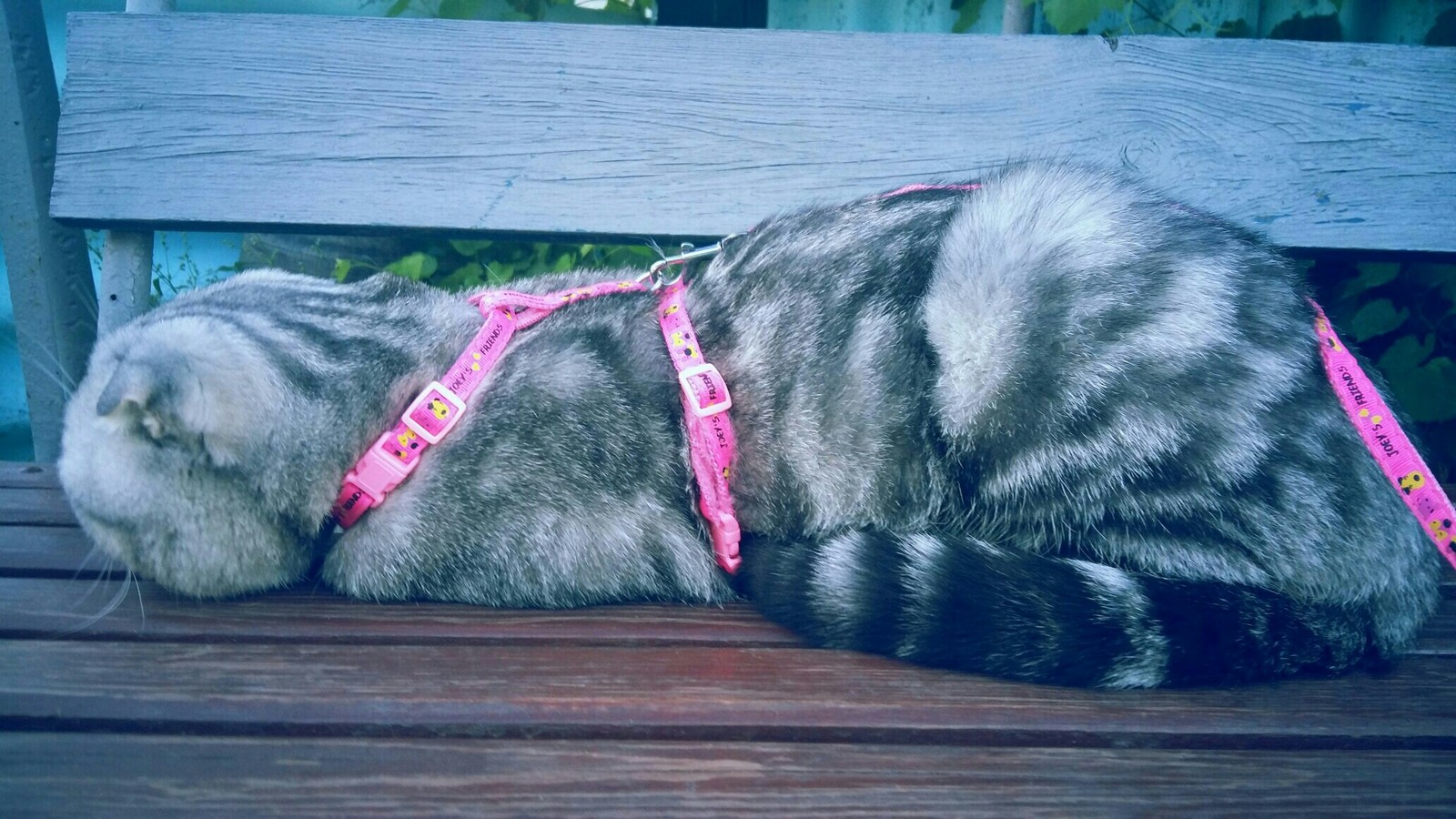 Vasya on a walk - My, cat, , Scottish lop-eared, Longpost