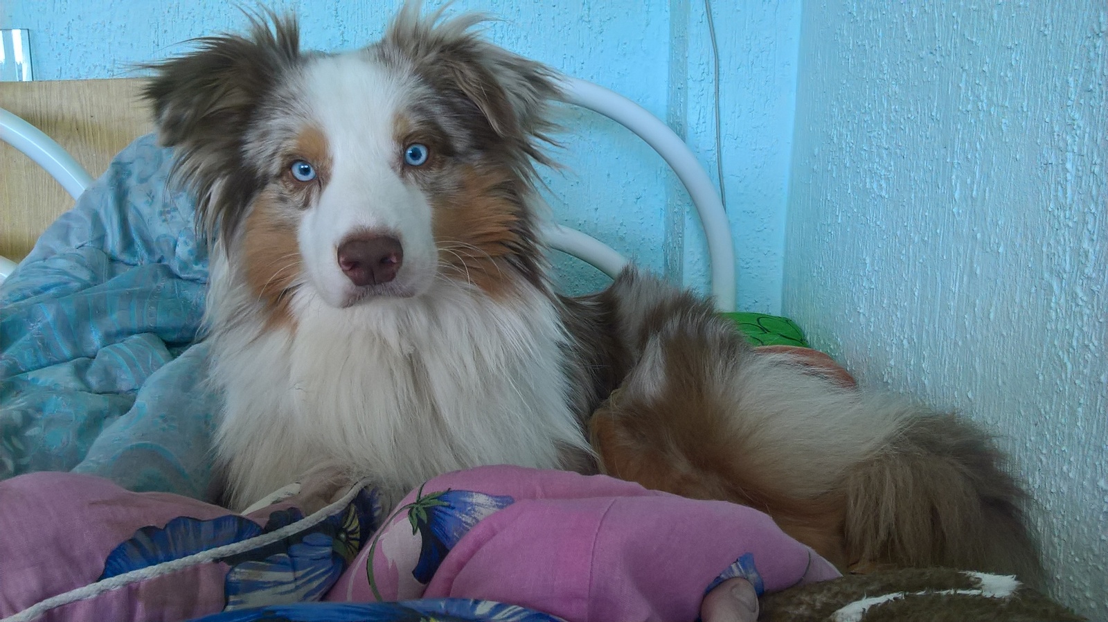 Good morning is - My, Australian shepherd, Dog, Dogs and people, Eyes