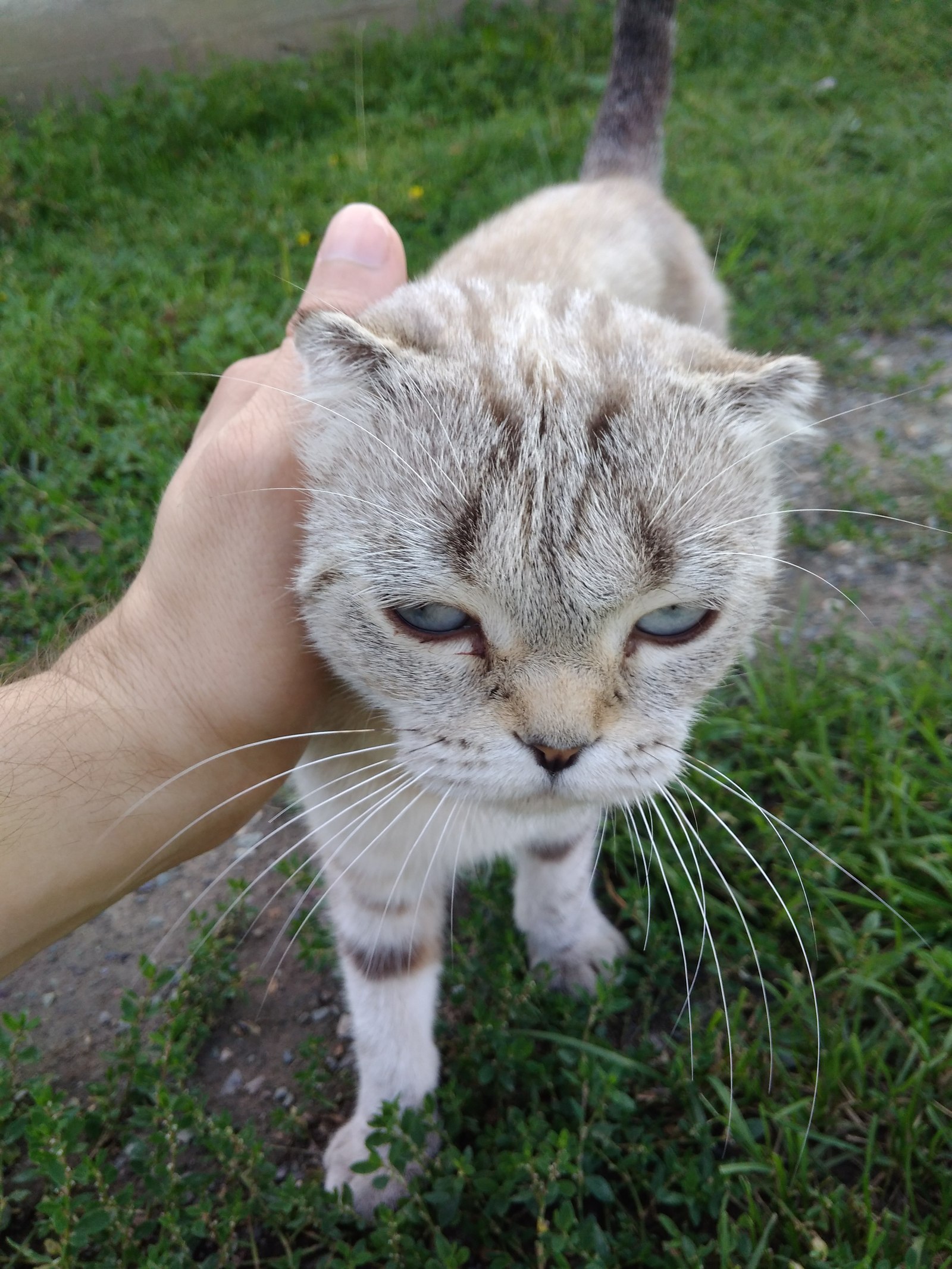 Алтайский котик - Моё, Котофото котики, Фотография, Алтай, Длиннопост, Кот, Республика Алтай