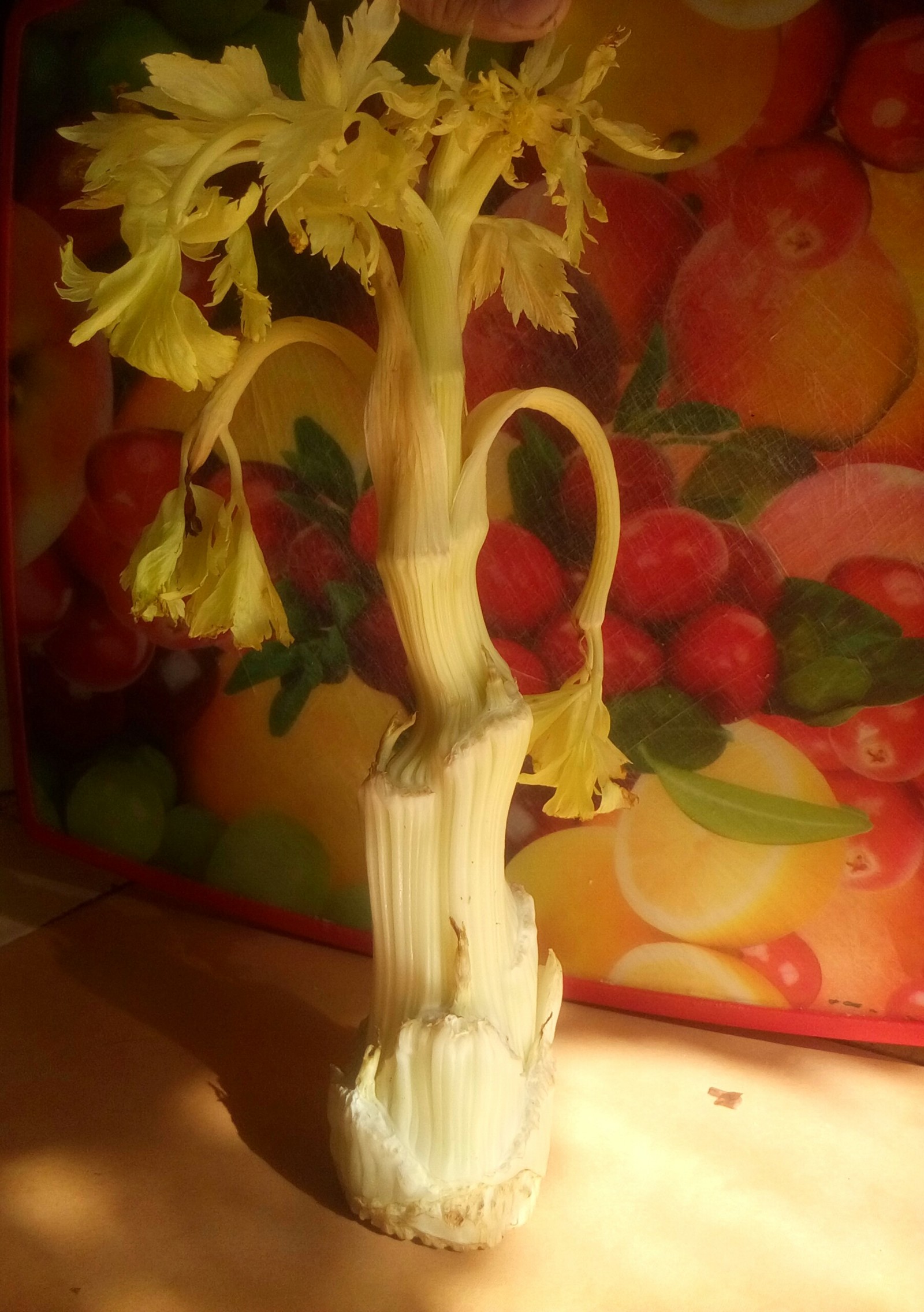 With a slight movement of the hand, the celery stalk turns into... - My, Celery, magic tree, Longpost