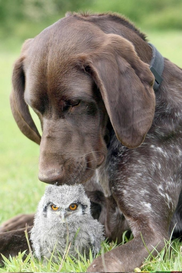 Little friendship - Milota, Animals, Owl, Dog, The photo, friendship