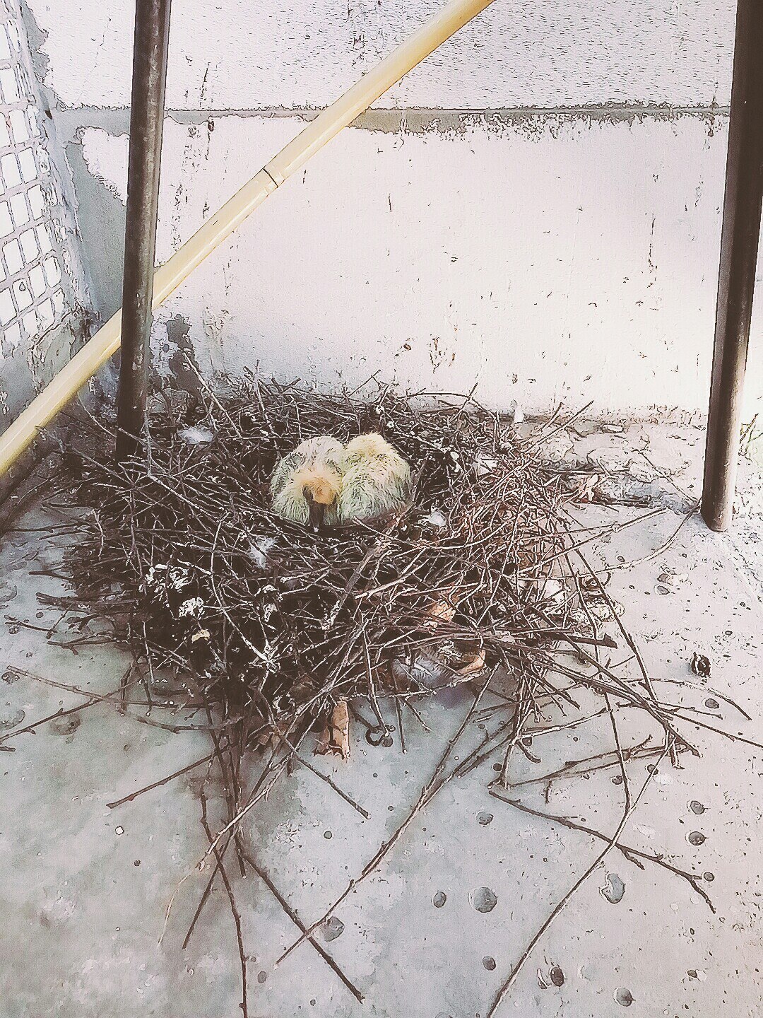 Now I've seen everything - My, Pigeon, Birds, Nest, Chicks of pigeons