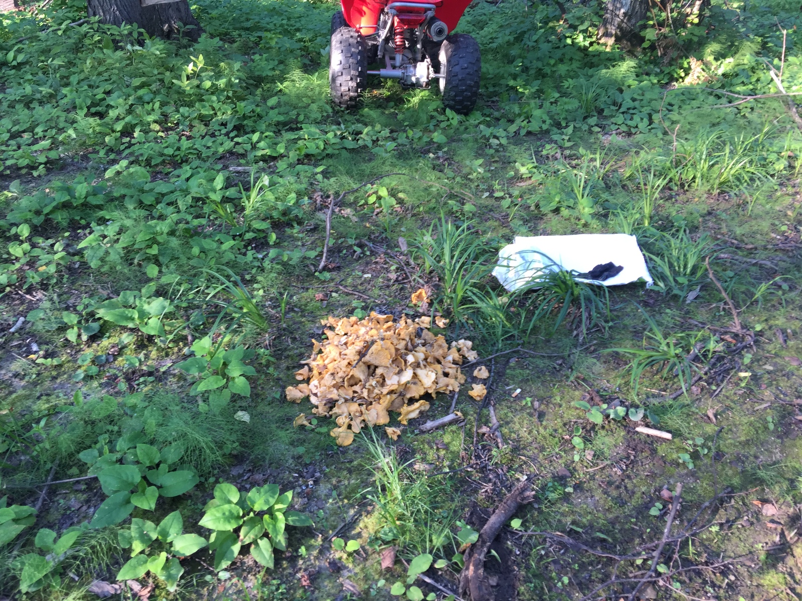 Chanterelles :) - Mushrooms, Silent hunt, Forest