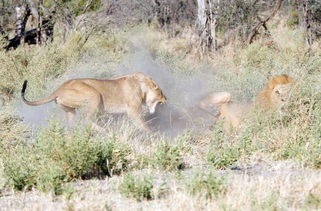 The king of beasts gets stuck [Where is the salary?! - The beast, a lion, King of beasts, Plugging, Safari, , Longpost