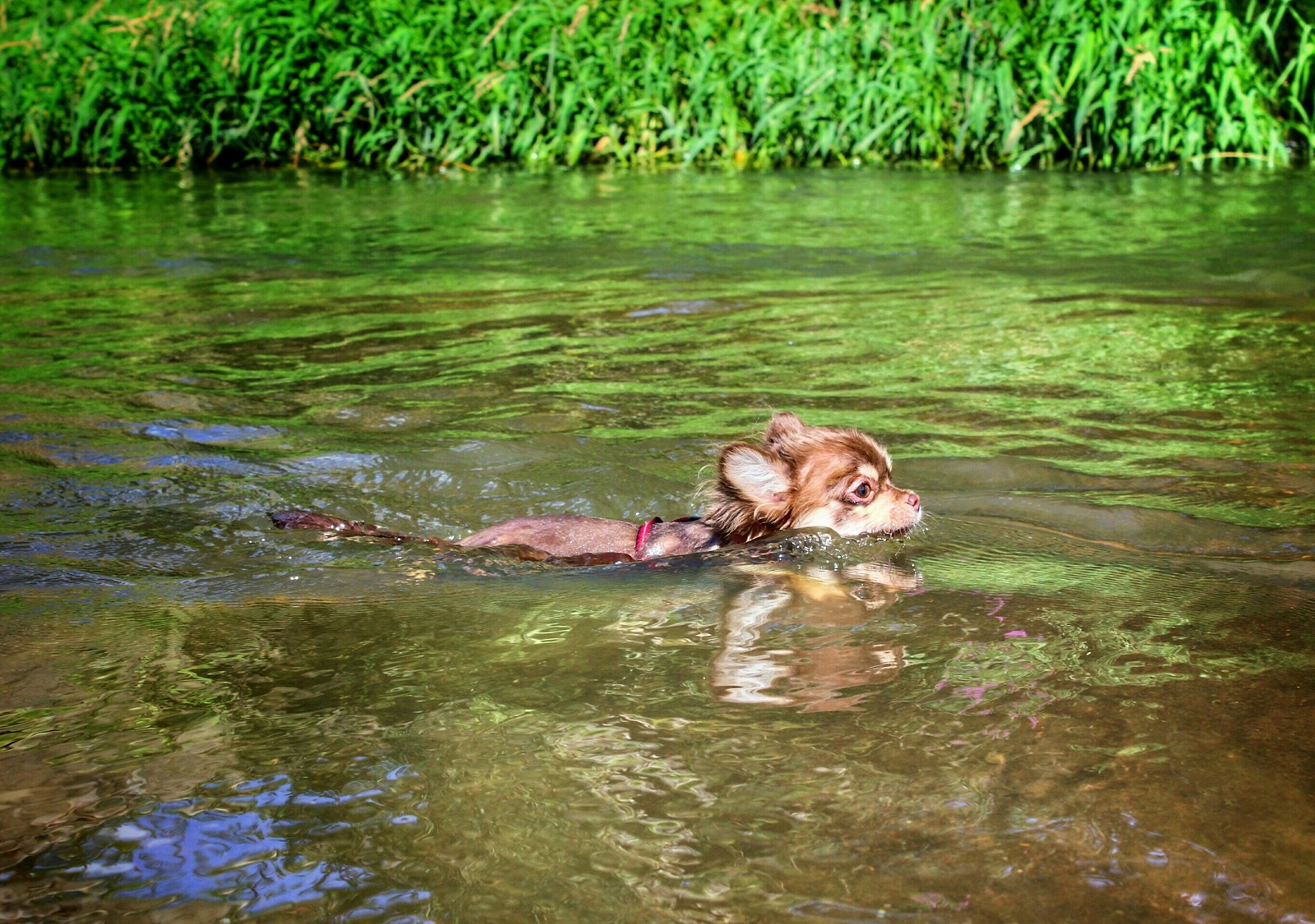 water dogs - My, Dog, Longpost, Big and small