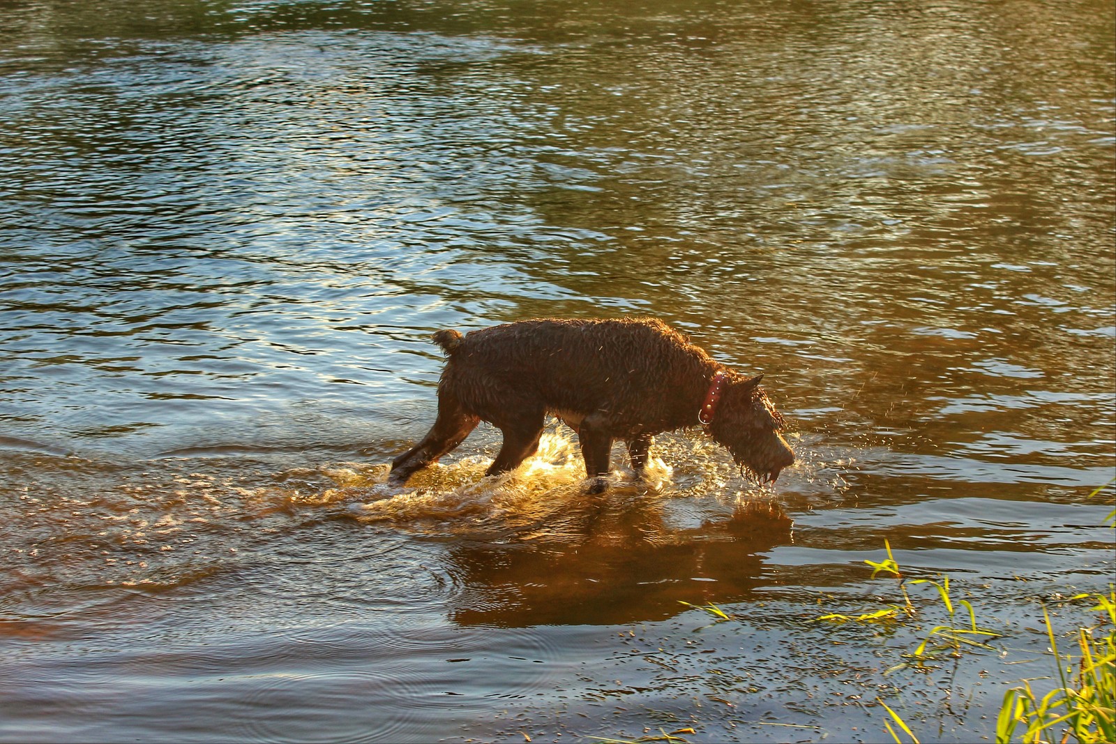 water dogs - My, Dog, Longpost, Big and small