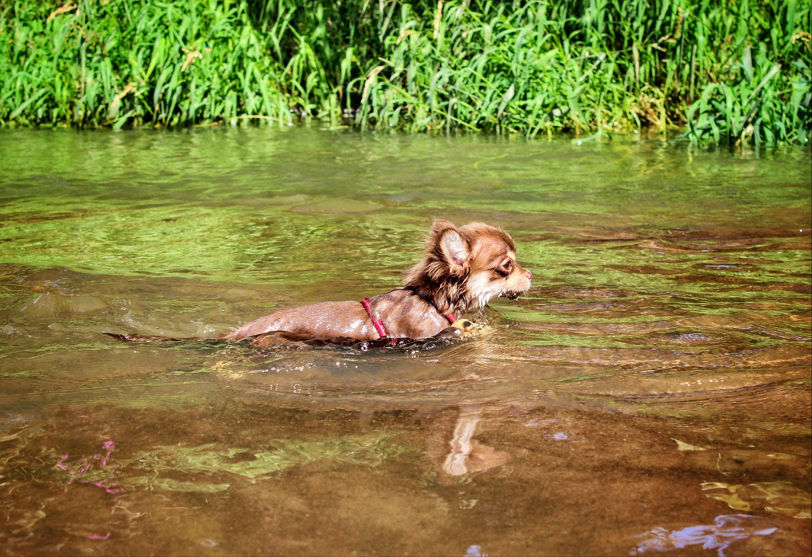 water dogs - My, Dog, Longpost, Big and small