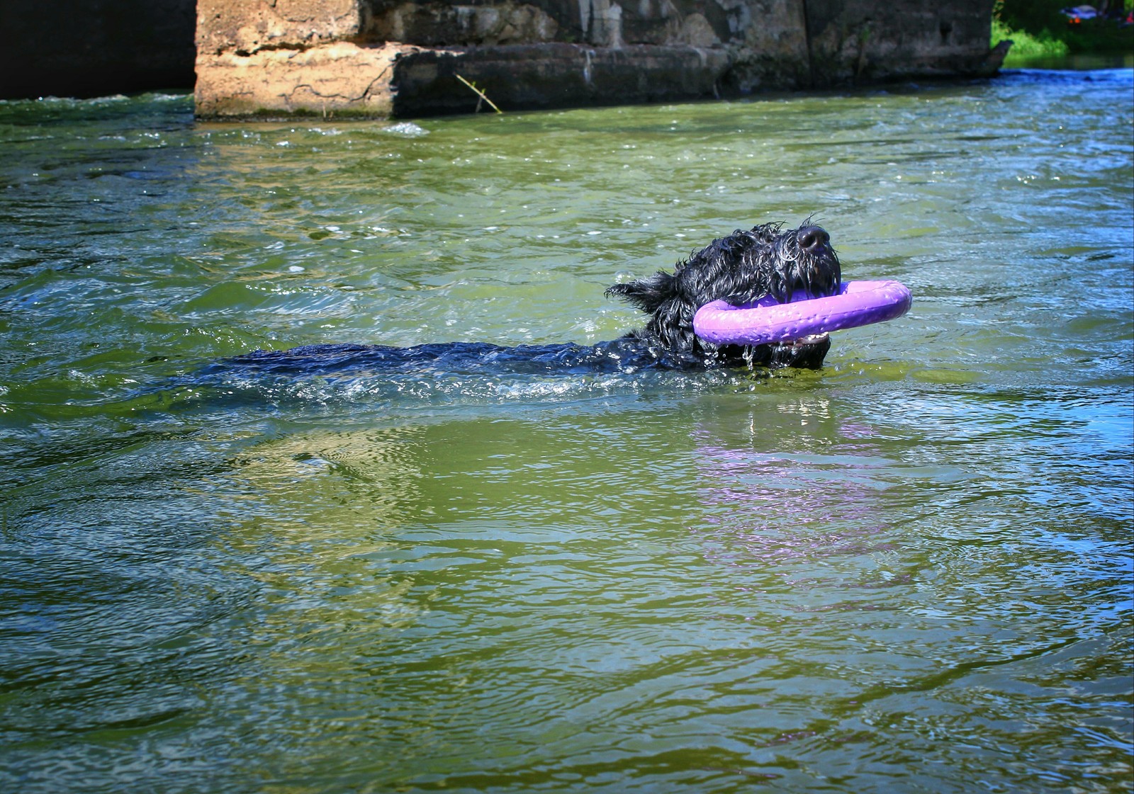 water dogs - My, Dog, Longpost, Big and small