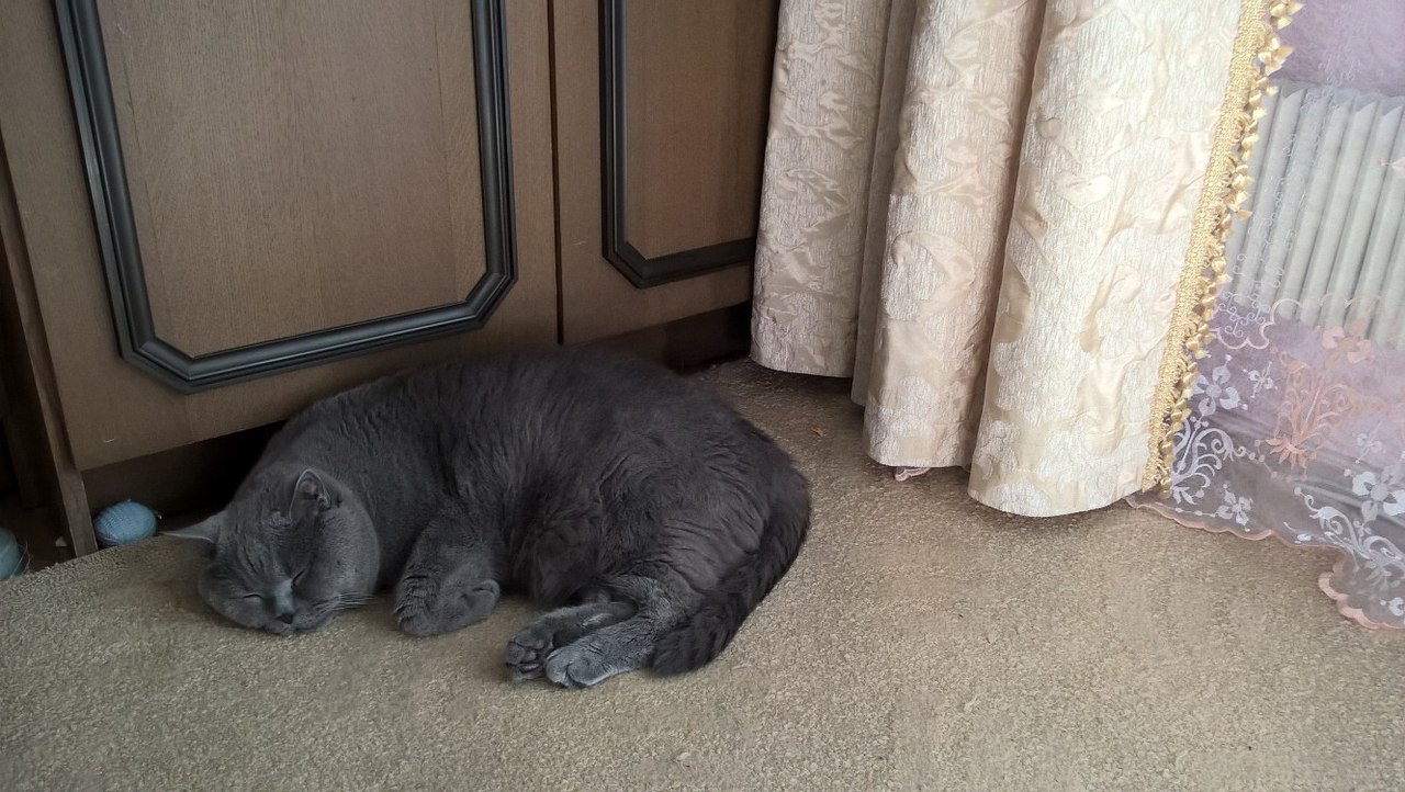 My cat Vasya is a British Shorthair - My, cat, Pet, Pets