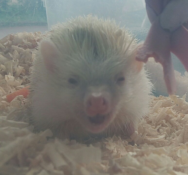 spiny meat eater - My, Forest Embassy, African pygmy hedgehog, , Meat eaters, Gluttony, Longpost