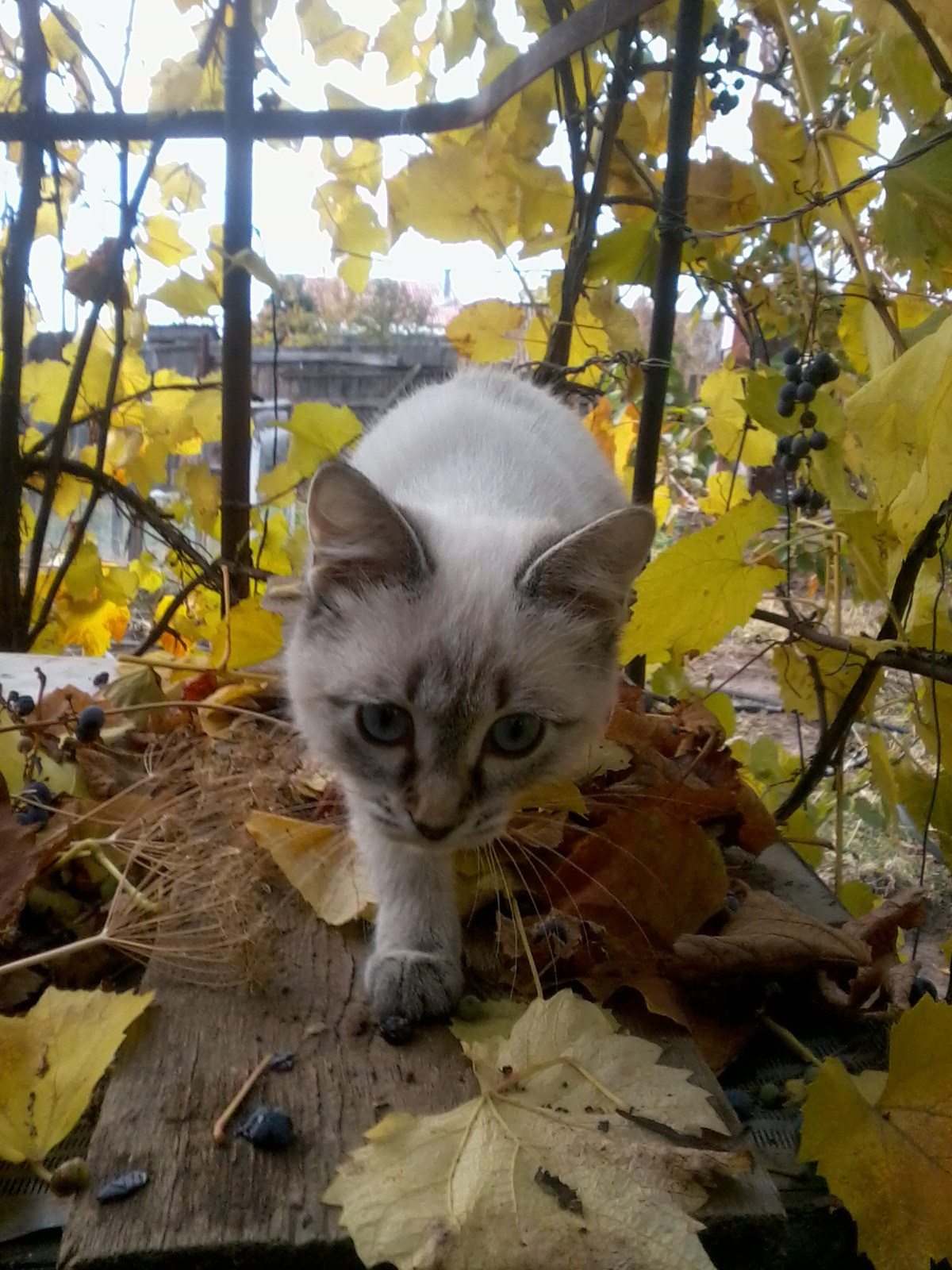 autumn cat - My, cat, Autumn, Grape