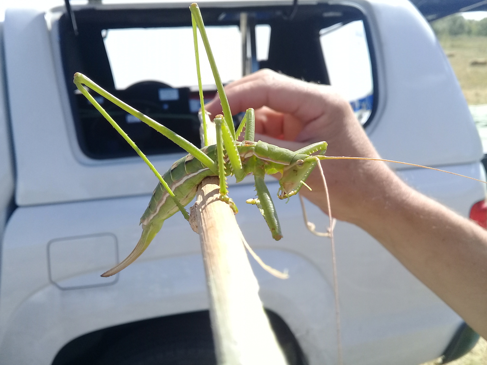 Just a grasshopper - My, Nature, Grasshopper, That feeling