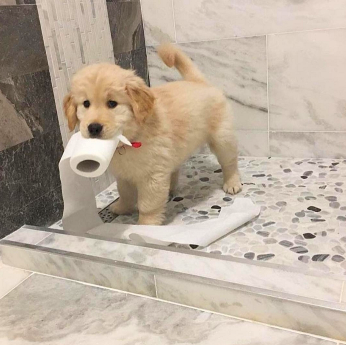 Not just a good, but also a useful boy - Dog, Puppies, Toilet paper, Assistant, Golden retriever