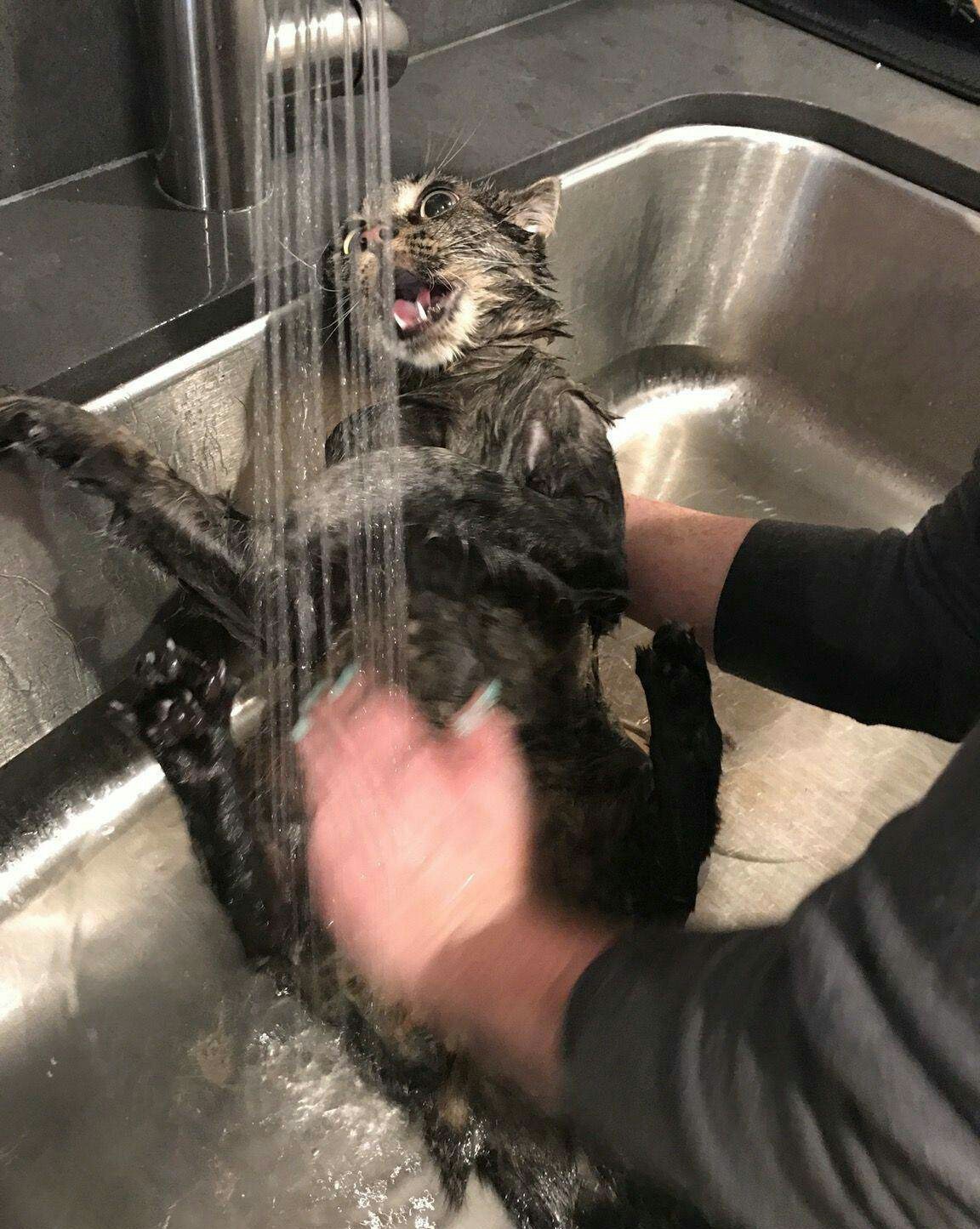 Washed the cat - My, , Hangover, cat