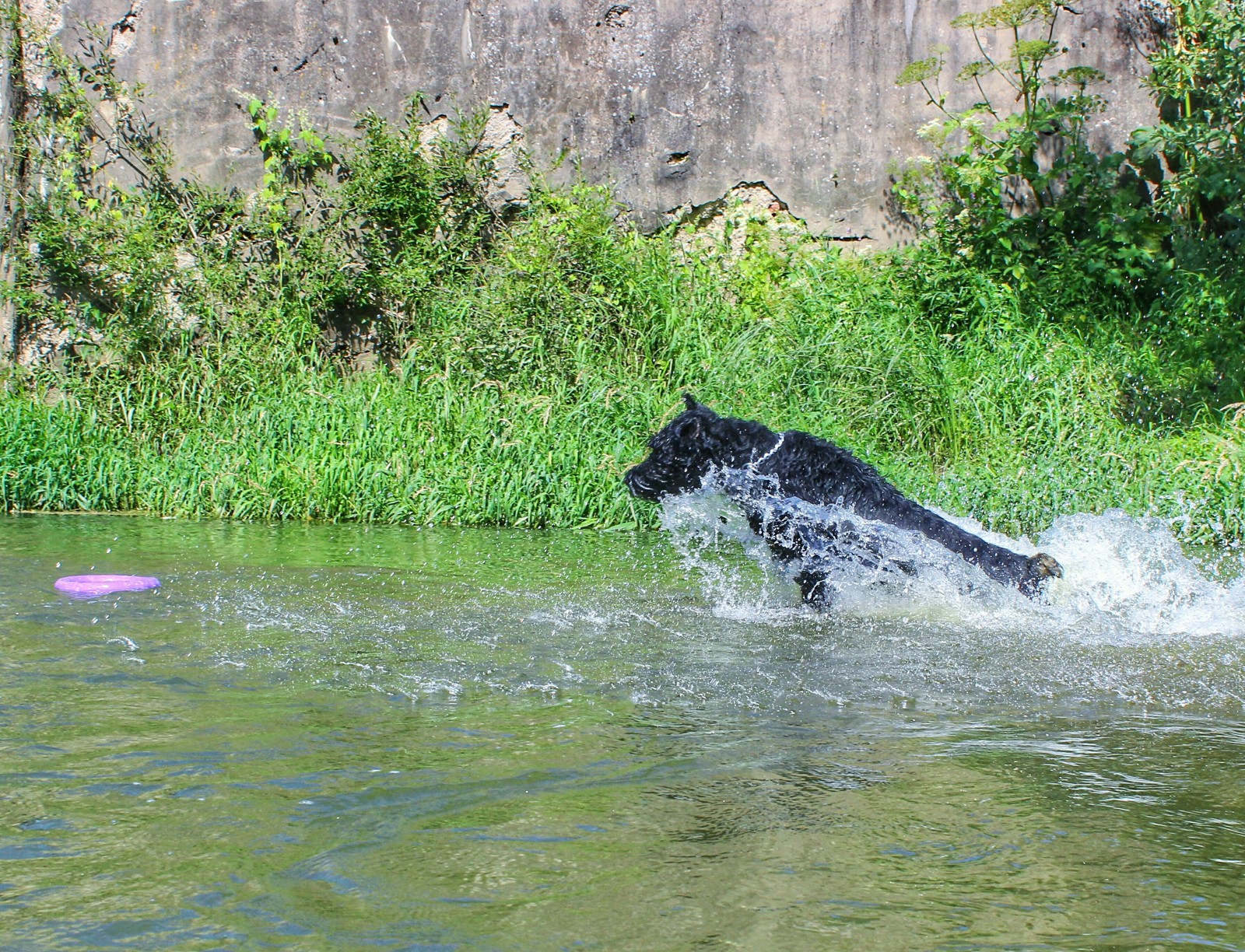 water dogs - My, Dog, Longpost, Big and small